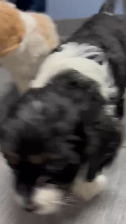 Enlarge Devlin, a ADOPTABLE Cavalier King Charles Spaniel in Homer Glen, IL video 6/6