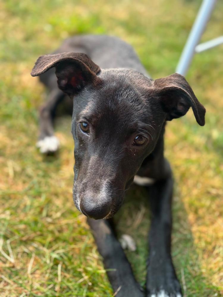 John Grey, Adoptable, Puppy Male Labrador Retriever & Chihuahua.
