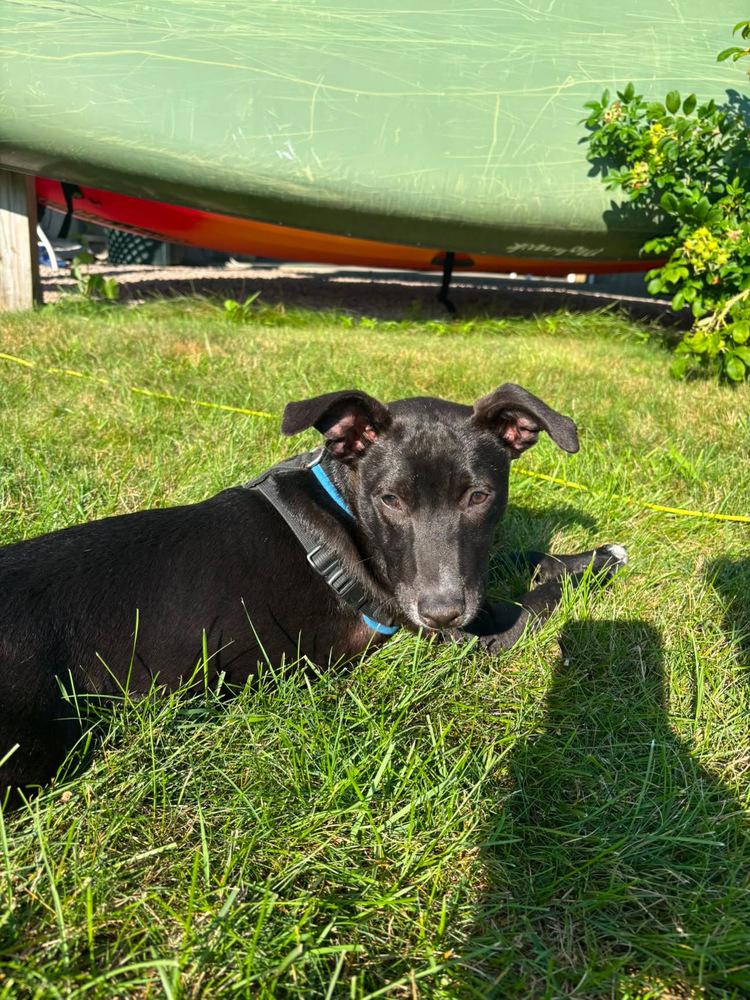 John Grey, a Adoptable mixed breed in Valley Stream, NY image 2/6