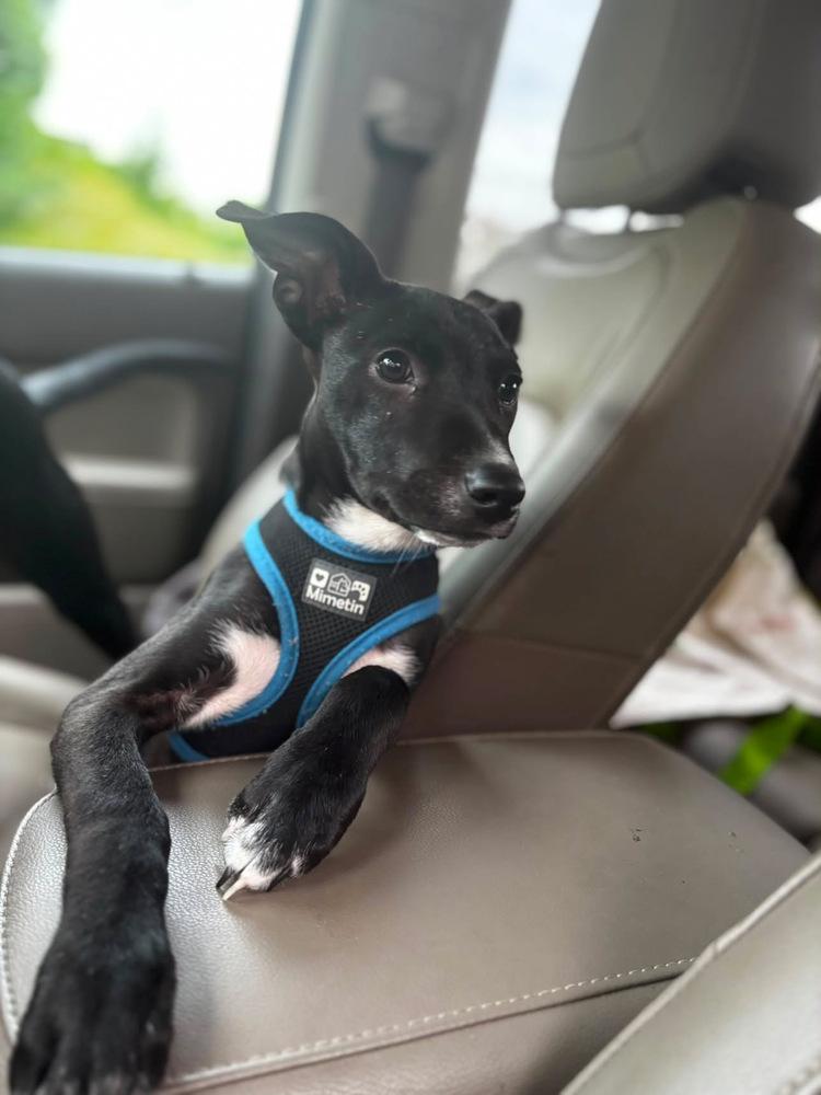 John Grey, a Adoptable mixed breed in Valley Stream, NY image 3/6
