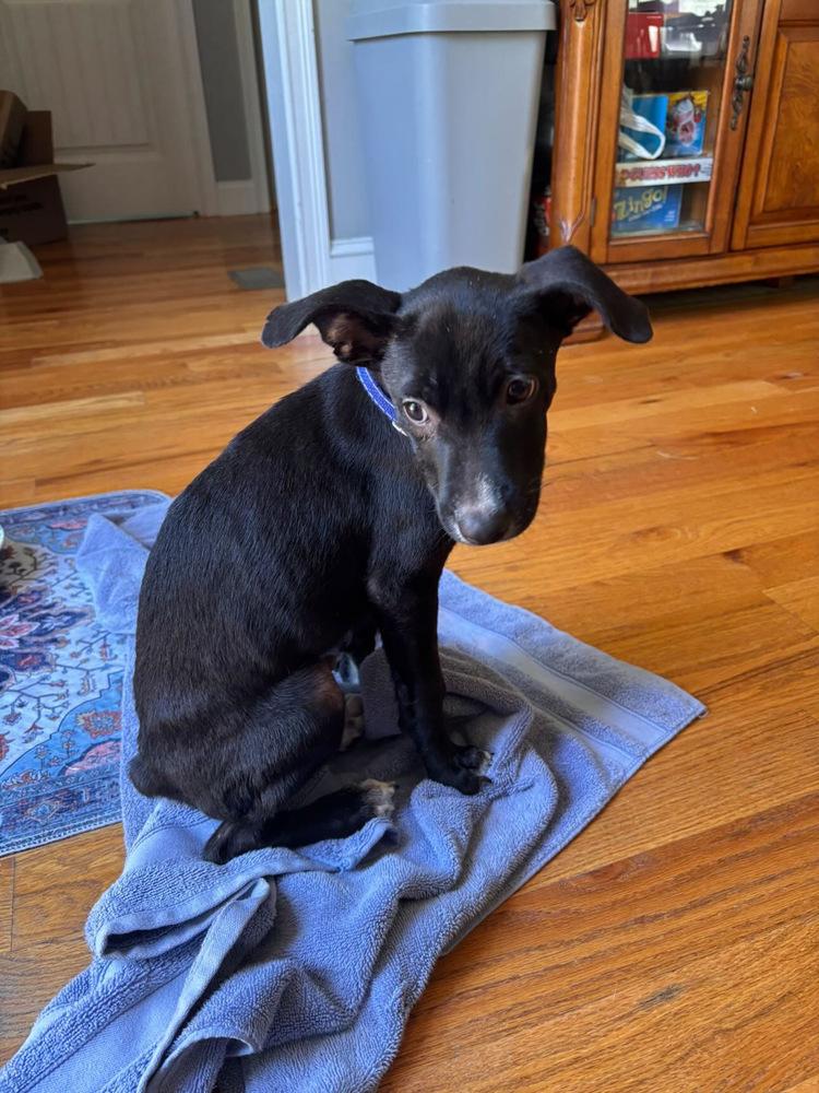 Enlarge John Grey, a Adoptable mixed breed in Valley Stream, NY image 4/6