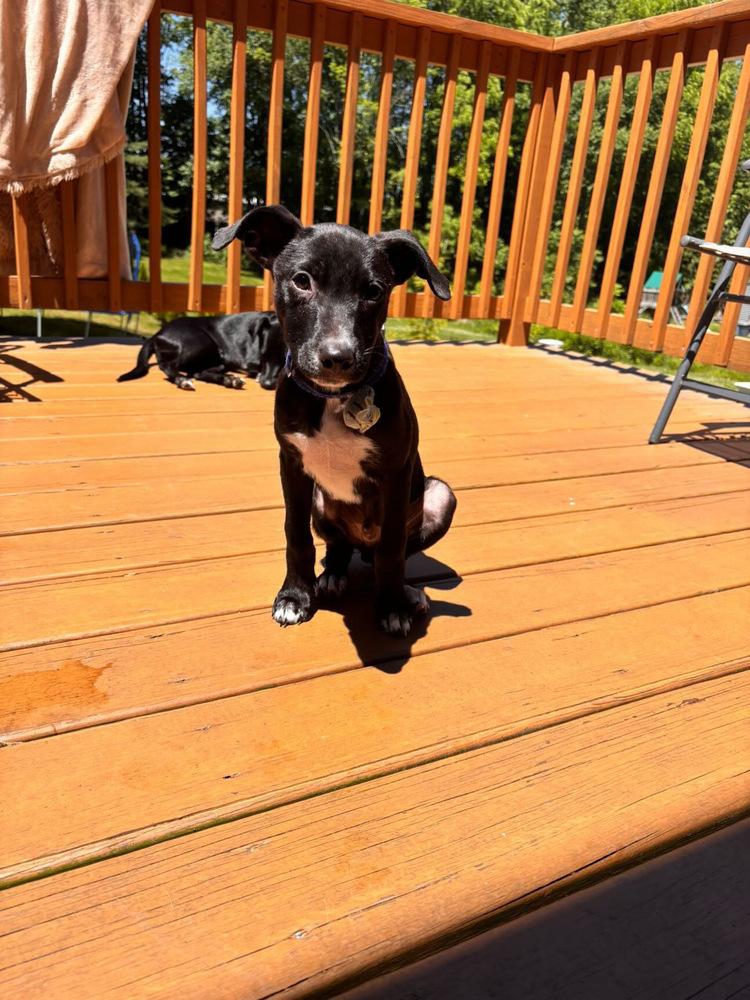 Enlarge John Grey, a Adoptable mixed breed in Valley Stream, NY image 5/6