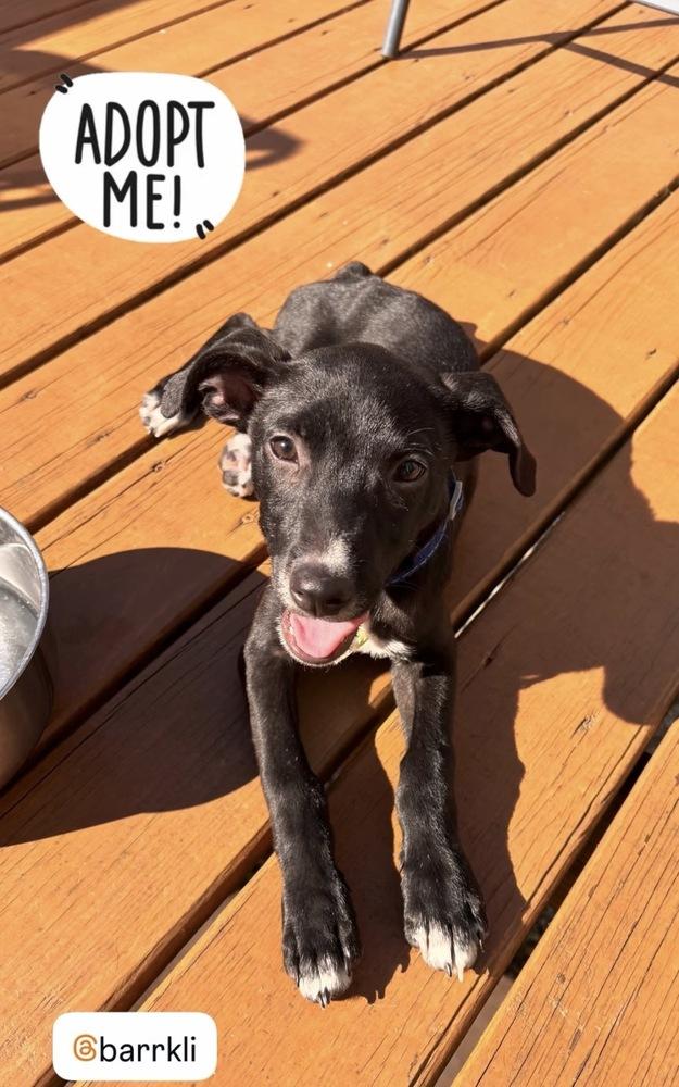 Enlarge John Grey, a Adoptable mixed breed in Valley Stream, NY image 6/6