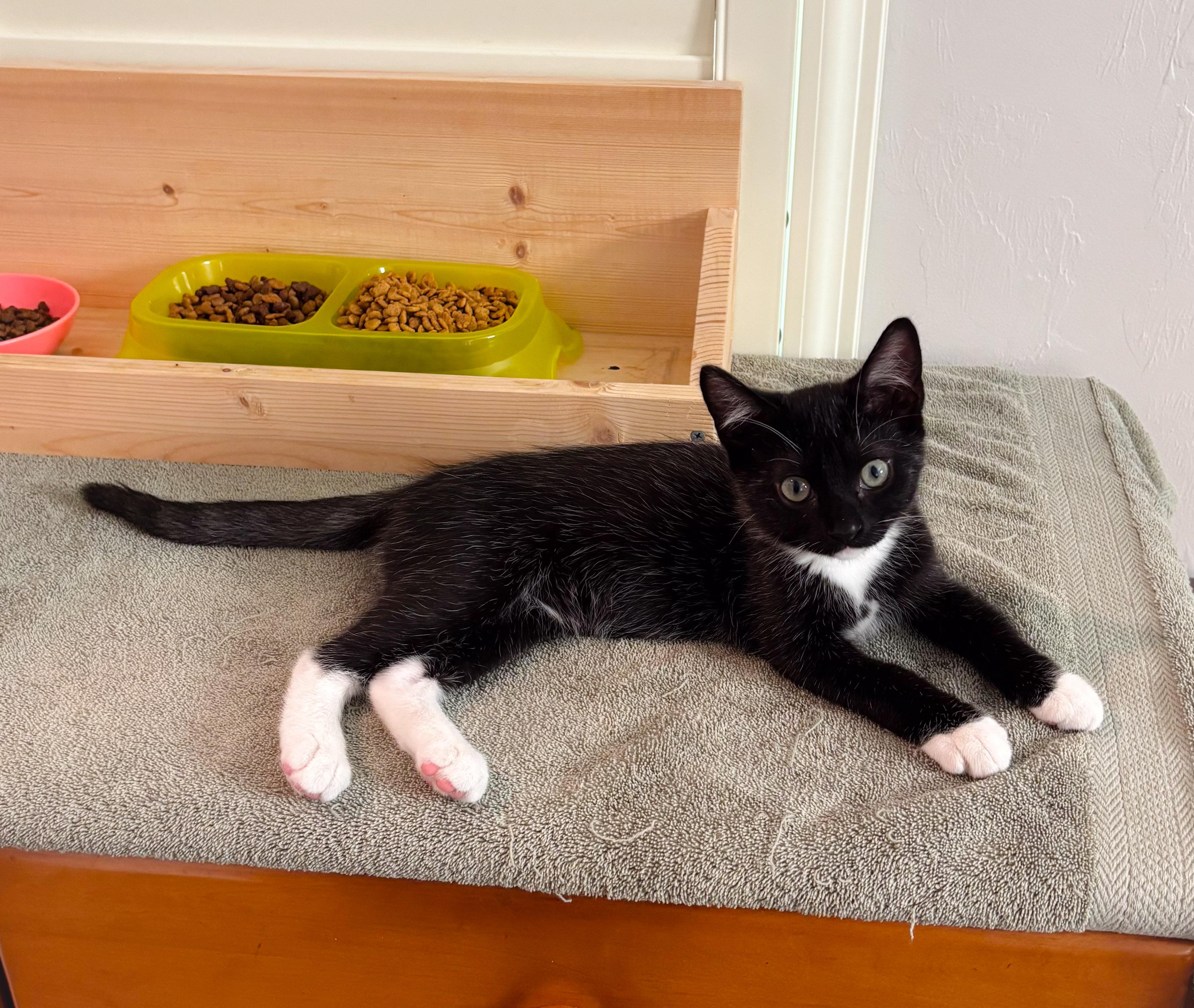 Enlarge Kyoto, an adopted Domestic Short Hair in Naples, FL image 3/4