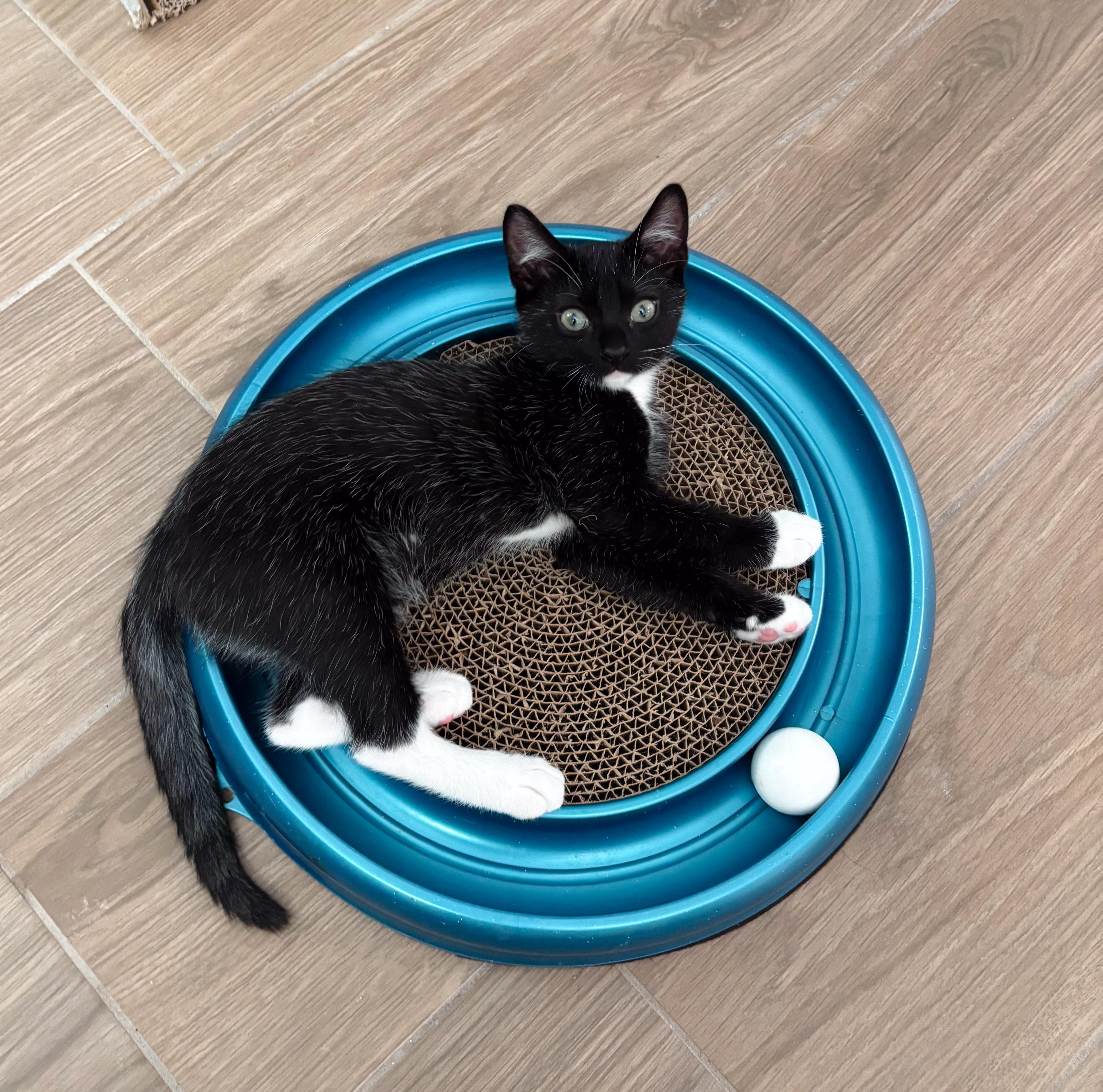 Enlarge Kyoto, an adopted Domestic Short Hair in Naples, FL image 1/4