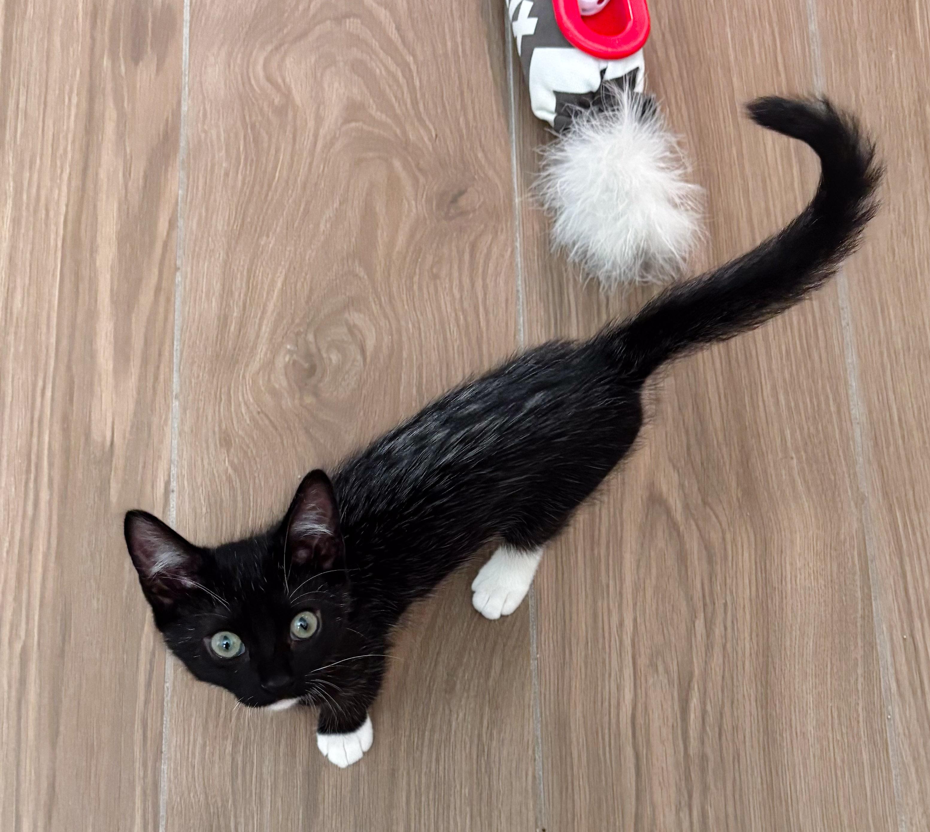 Enlarge Kyoto, an adopted Domestic Short Hair in Naples, FL image 2/4