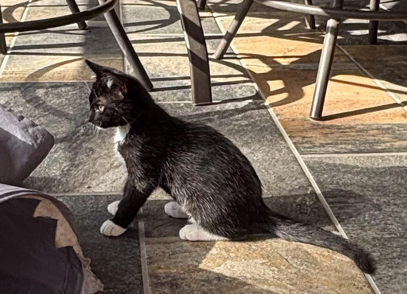Enlarge Kyoto, an adopted Domestic Short Hair in Naples, FL image 4/4