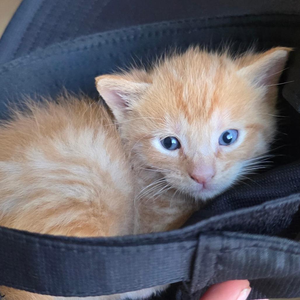 Enlarge Honey Bee, a Adoptable Domestic Short Hair in Calimesa, CA image 1/2