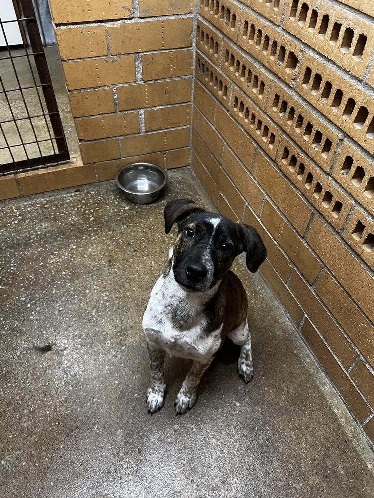 Biggie Smalls, Adopted, Puppy Male Australian Cattle Dog / Blue Heeler & American Staffordshire Terrier.