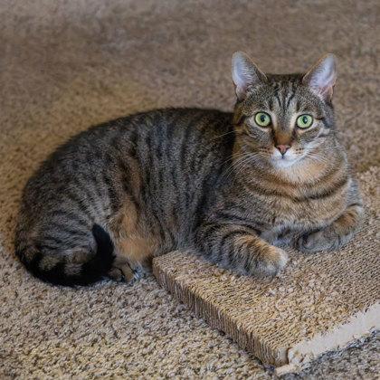 Enlarge Gravy, a Adoptable mixed breed in Atlanta, GA image 1/3