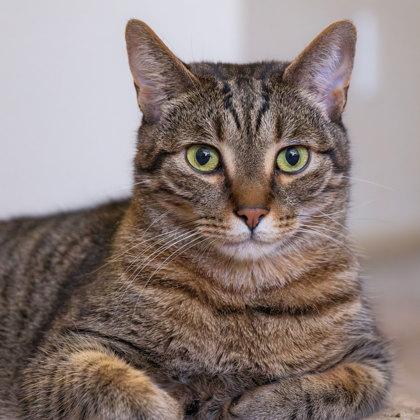 Enlarge Gravy, a Adoptable mixed breed in Atlanta, GA image 2/3