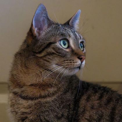 Enlarge Gravy, a Adoptable mixed breed in Atlanta, GA image 3/3