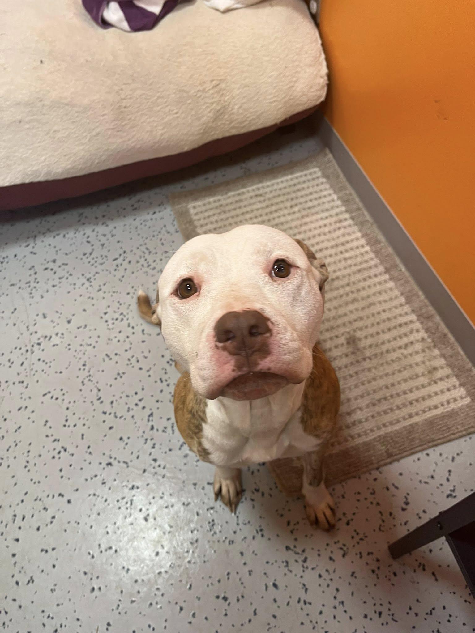 Daisy, Adoptable, Adult Female Pit Bull Terrier.