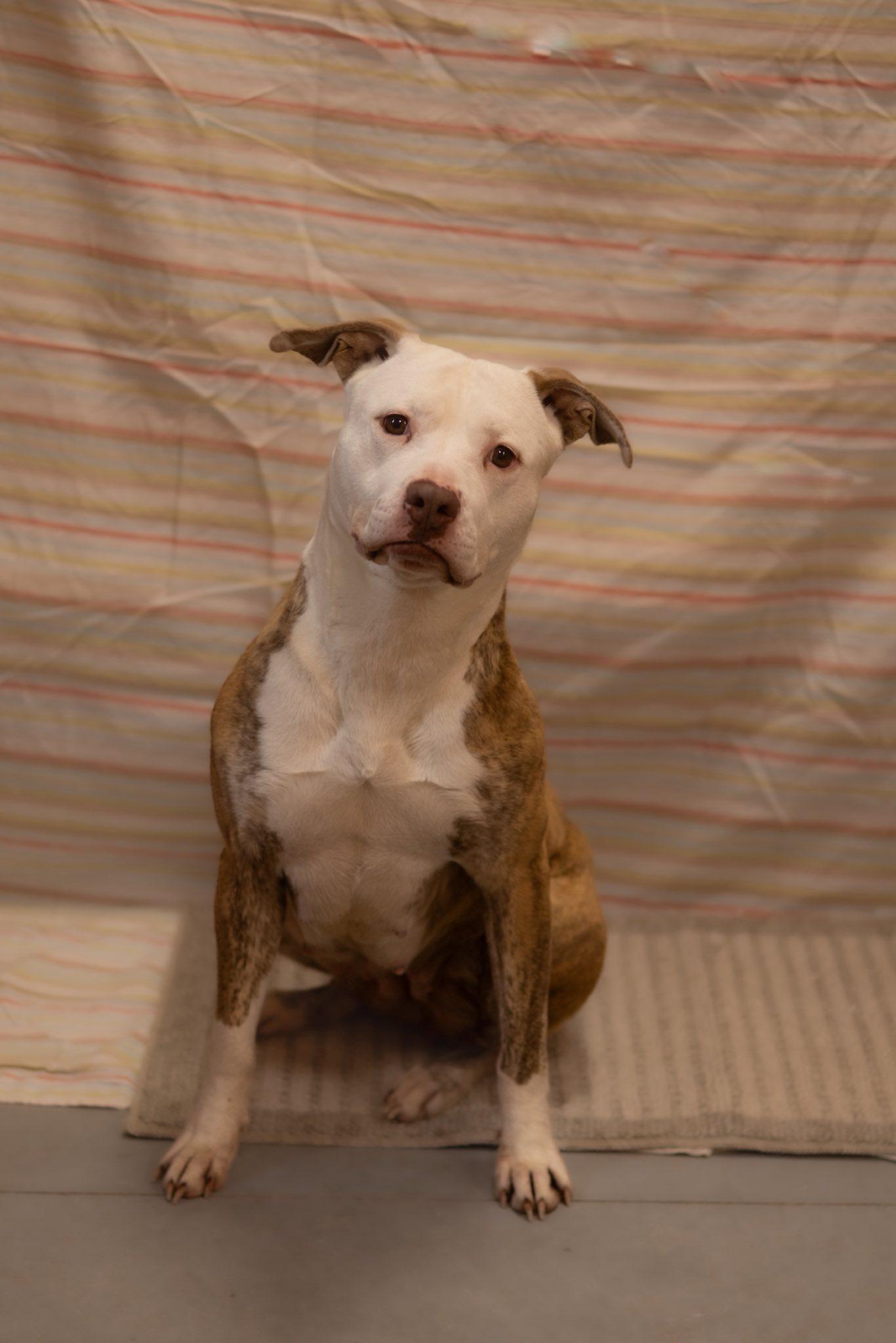 Enlarge Daisy, a Adoptable mixed breed in Lincoln Park, MI image 1/2