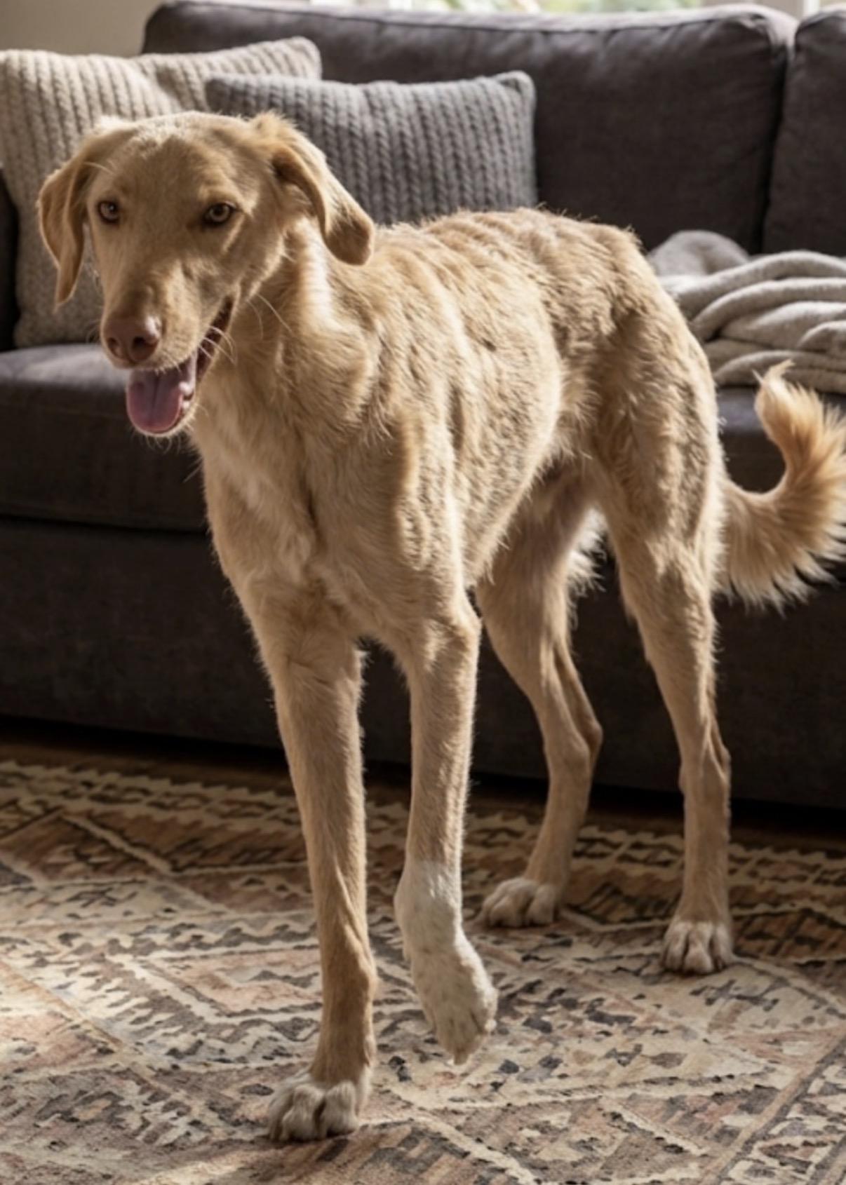 Clyde, an adoptable Labradoodle in Casa Grande, AZ image 2/3