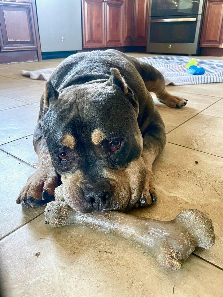 Brownie, a Adoptable American Staffordshire Terrier in San Diego, CA image 1/3