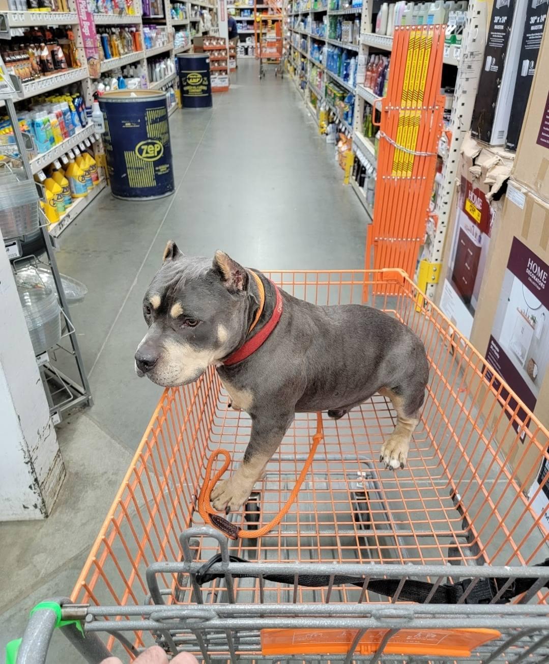 Brownie, Adoptable, Adult Male American Staffordshire Terrier.