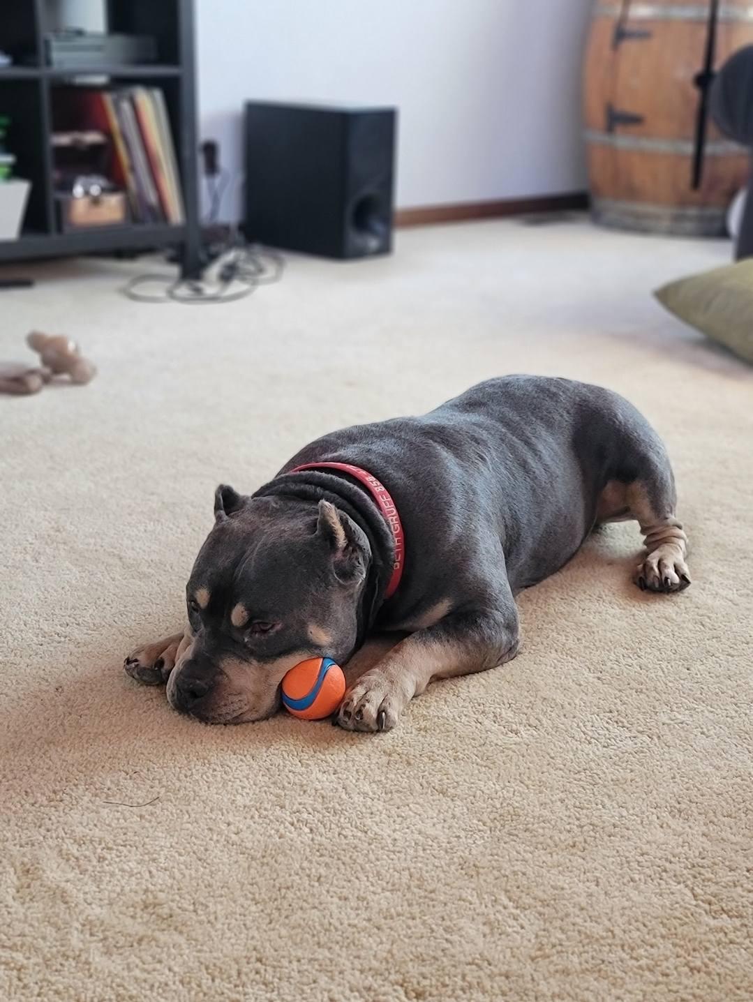 Brownie, a Adoptable American Staffordshire Terrier in San Diego, CA image 3/3