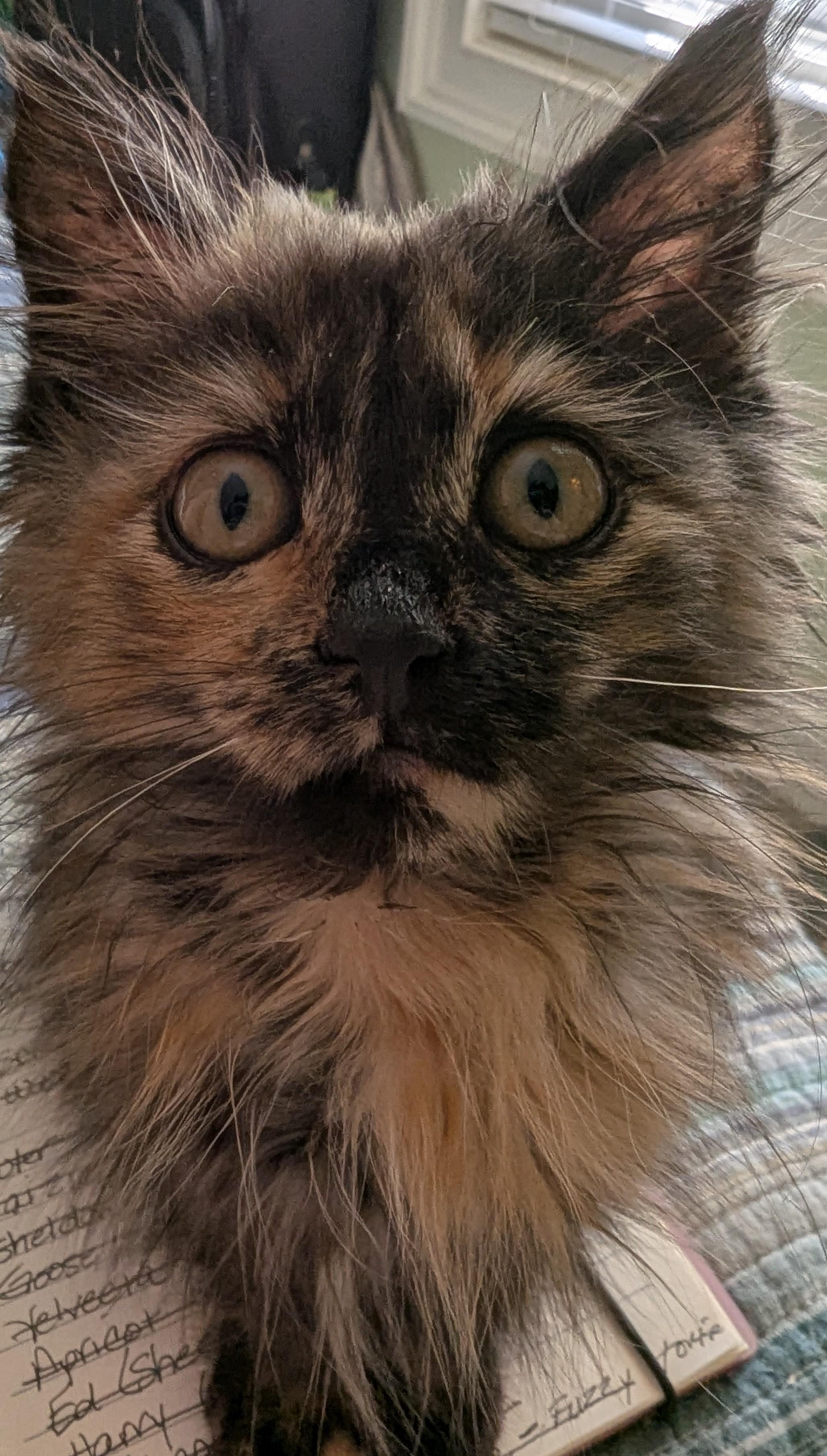 Pixie, an adoptable Domestic Long Hair in Malden, MA image 1/5