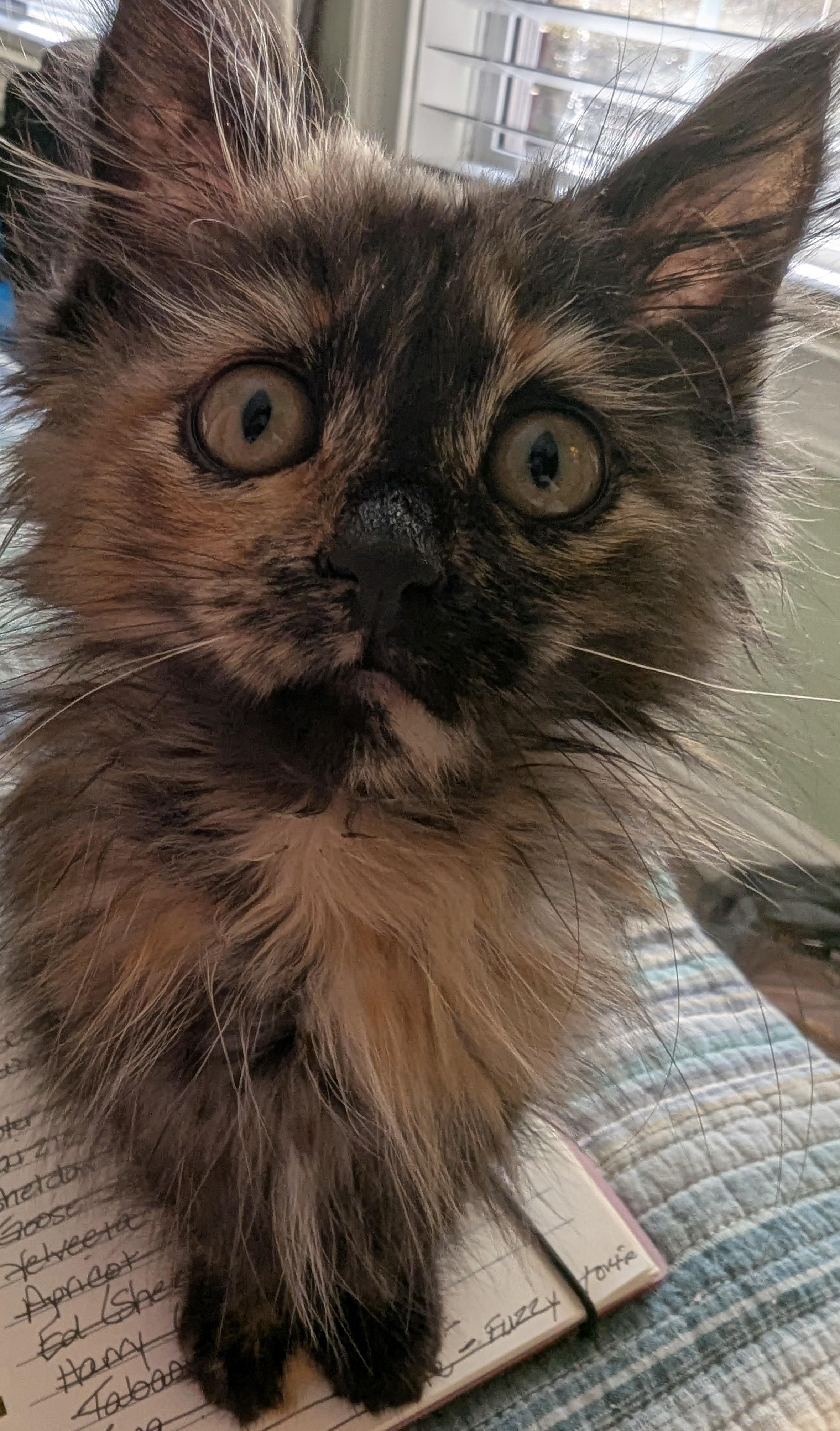 Pixie, an adoptable Domestic Long Hair in Malden, MA image 2/5