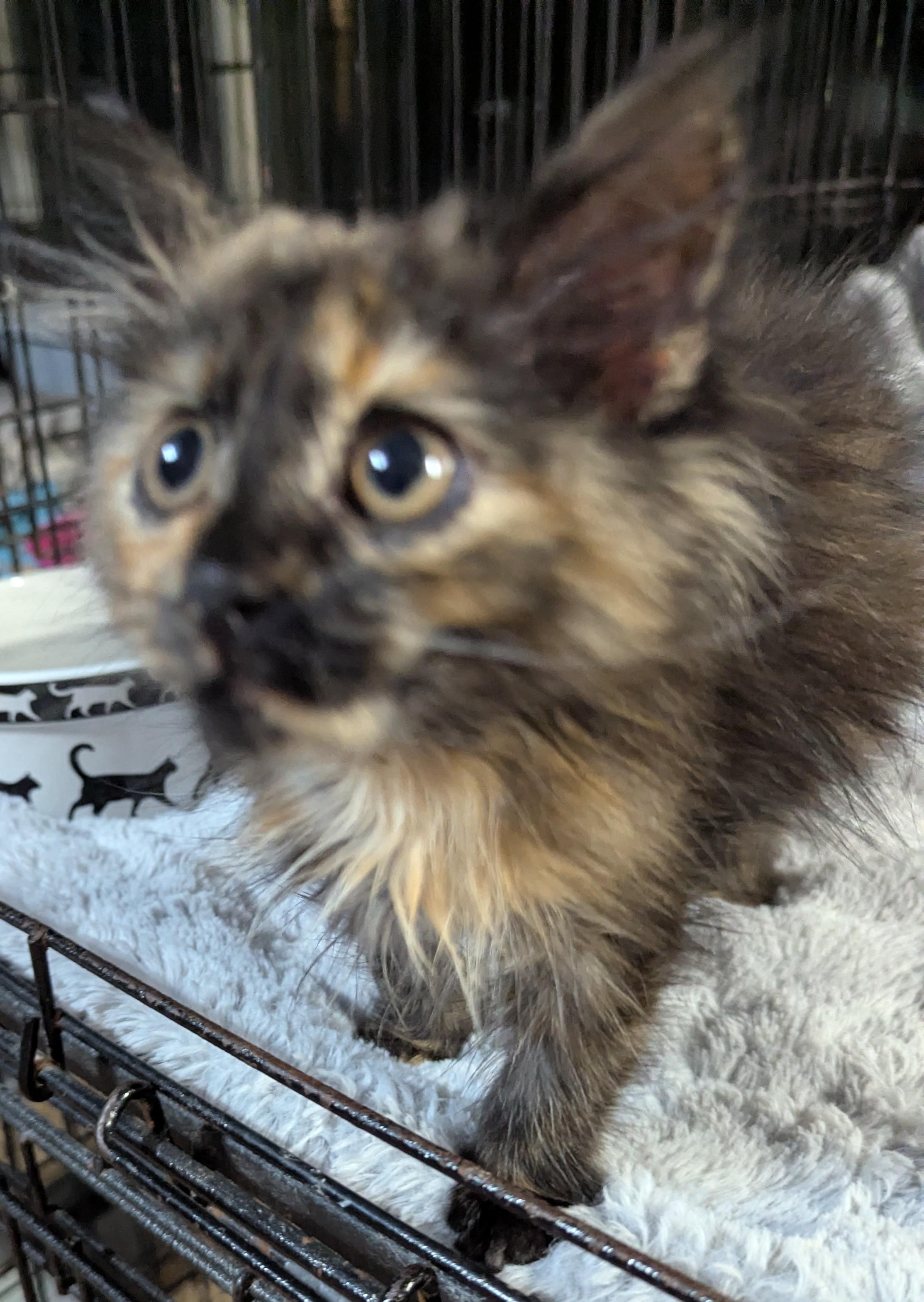 Pixie, an adoptable Domestic Long Hair in Malden, MA image 3/5