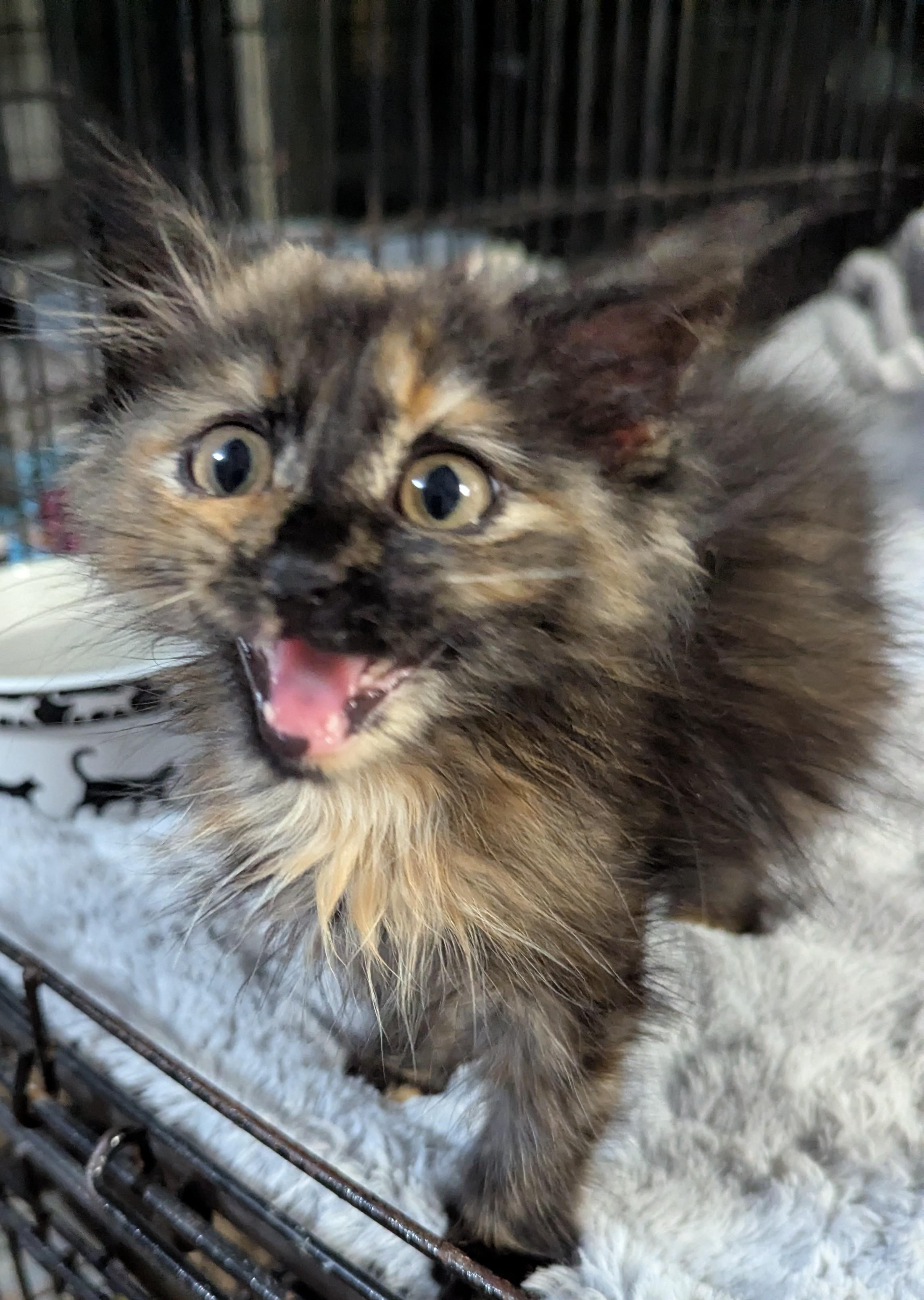 Pixie, an adoptable Domestic Long Hair in Malden, MA image 4/5