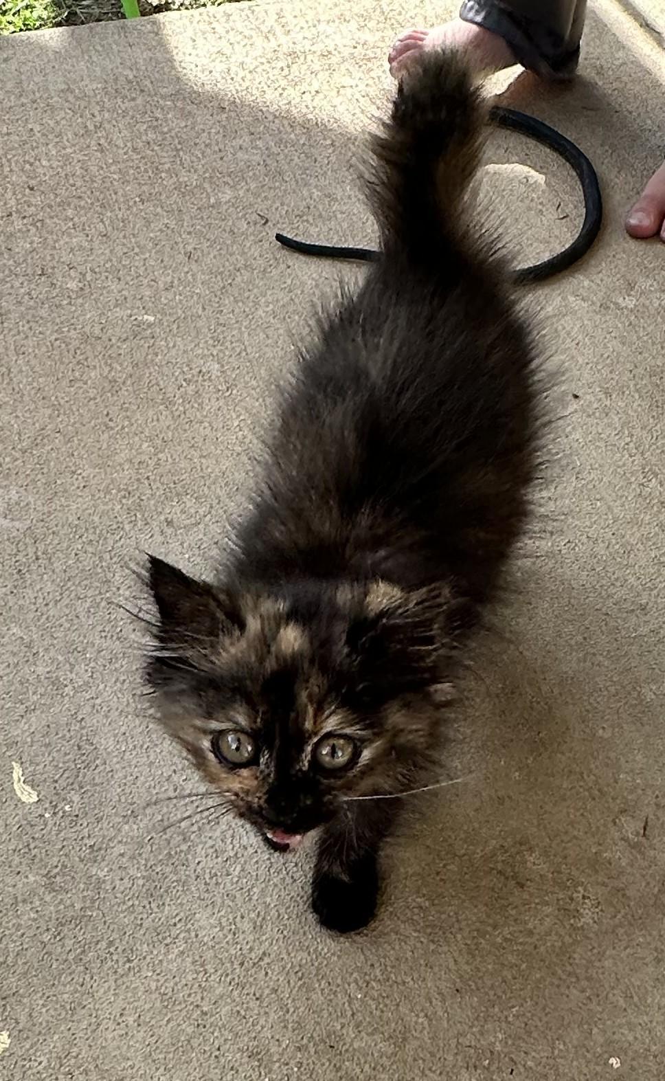 Pixie, an adoptable Domestic Long Hair in Malden, MA image 5/5