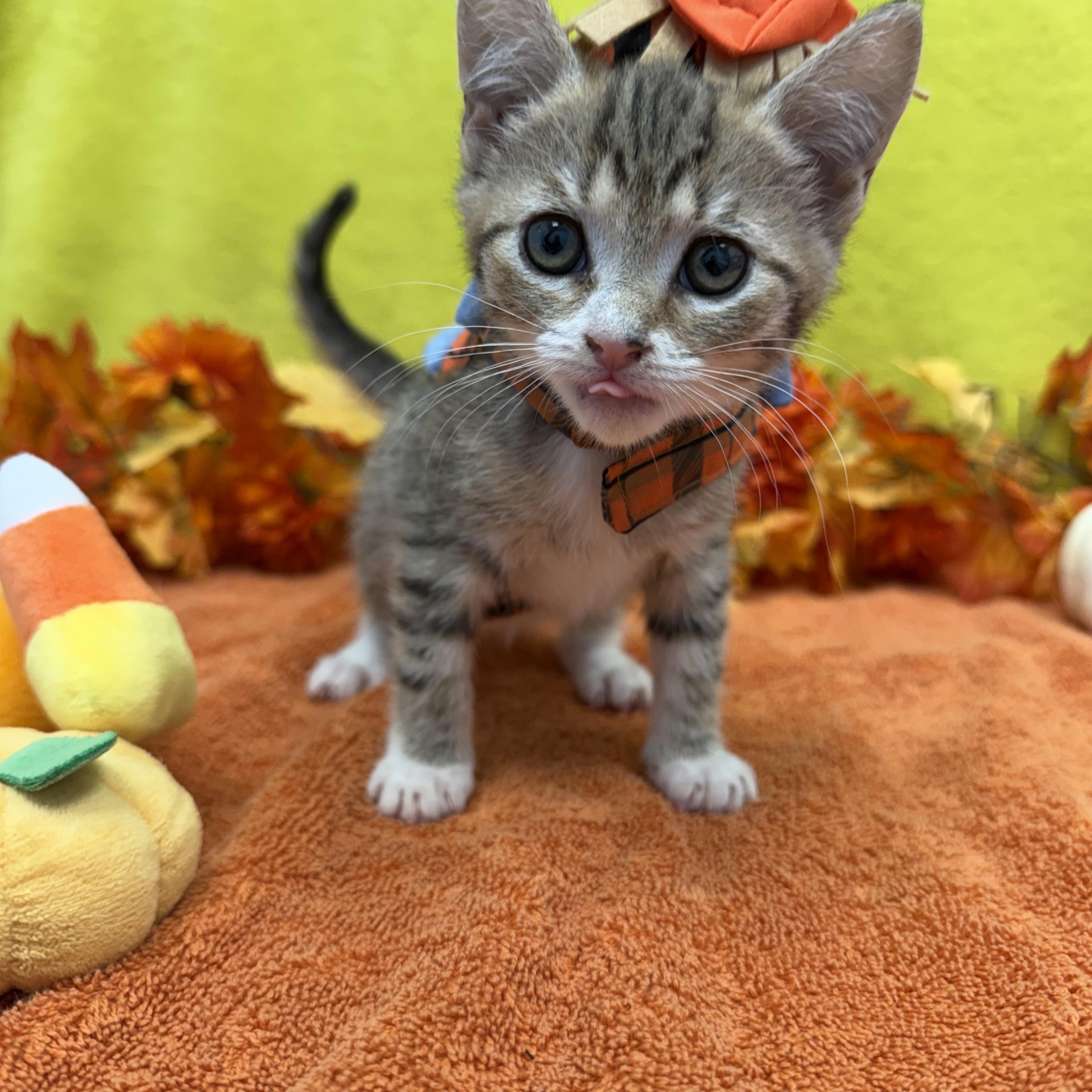 Enlarge Cider, a Adoptable Domestic Short Hair in Bear, DE image 2/4