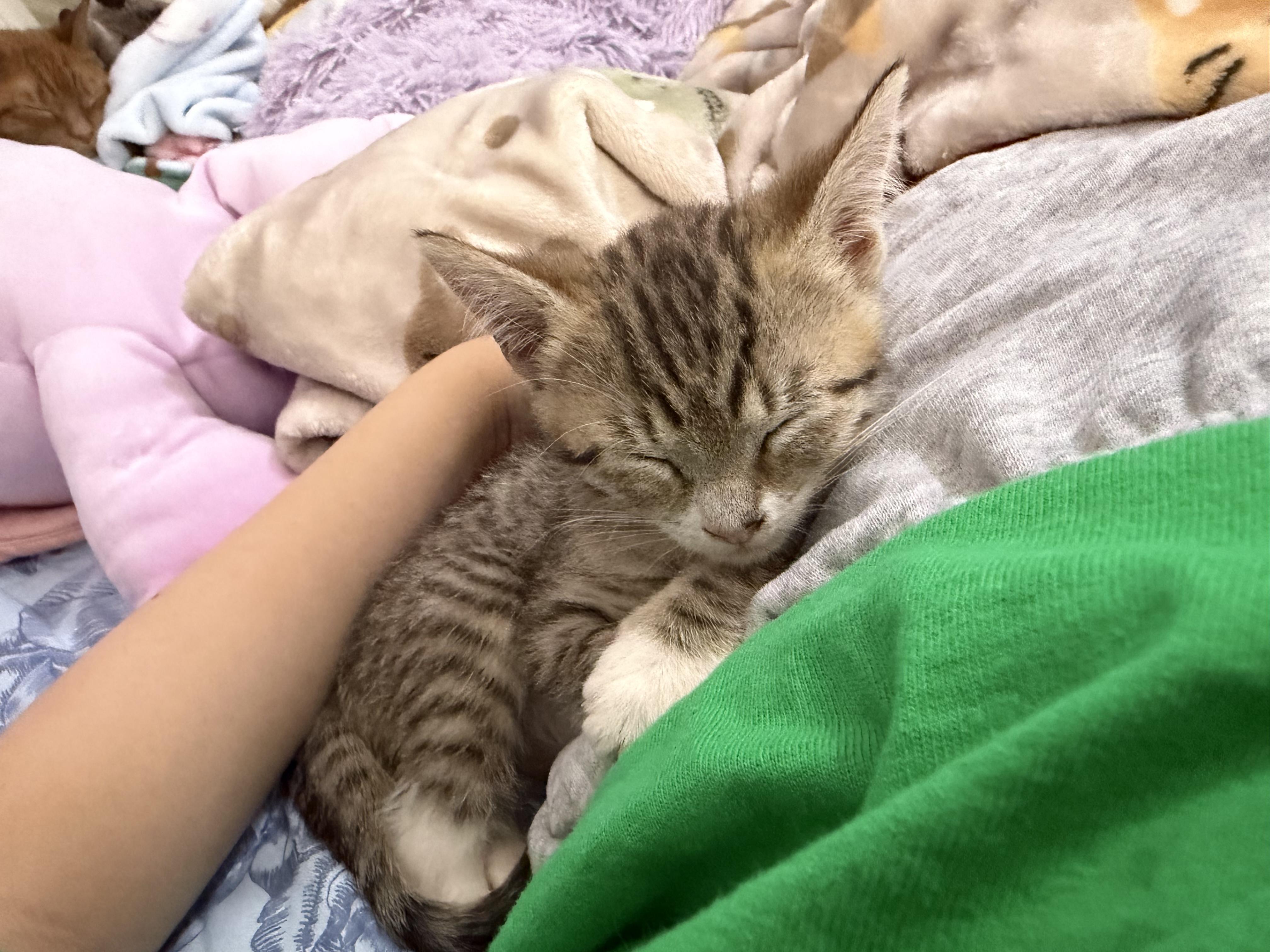 Enlarge Cider, a Adoptable Domestic Short Hair in Bear, DE image 4/4