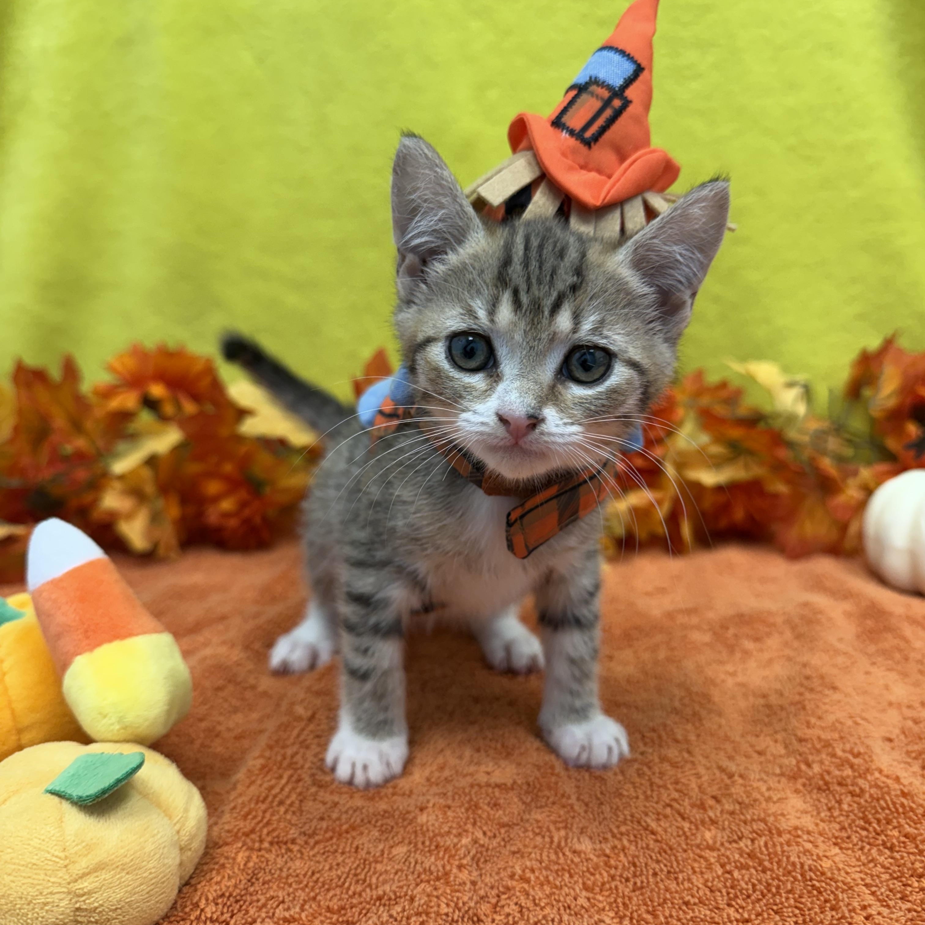 Cider, Adoptable, Kitten Female Domestic Short Hair.