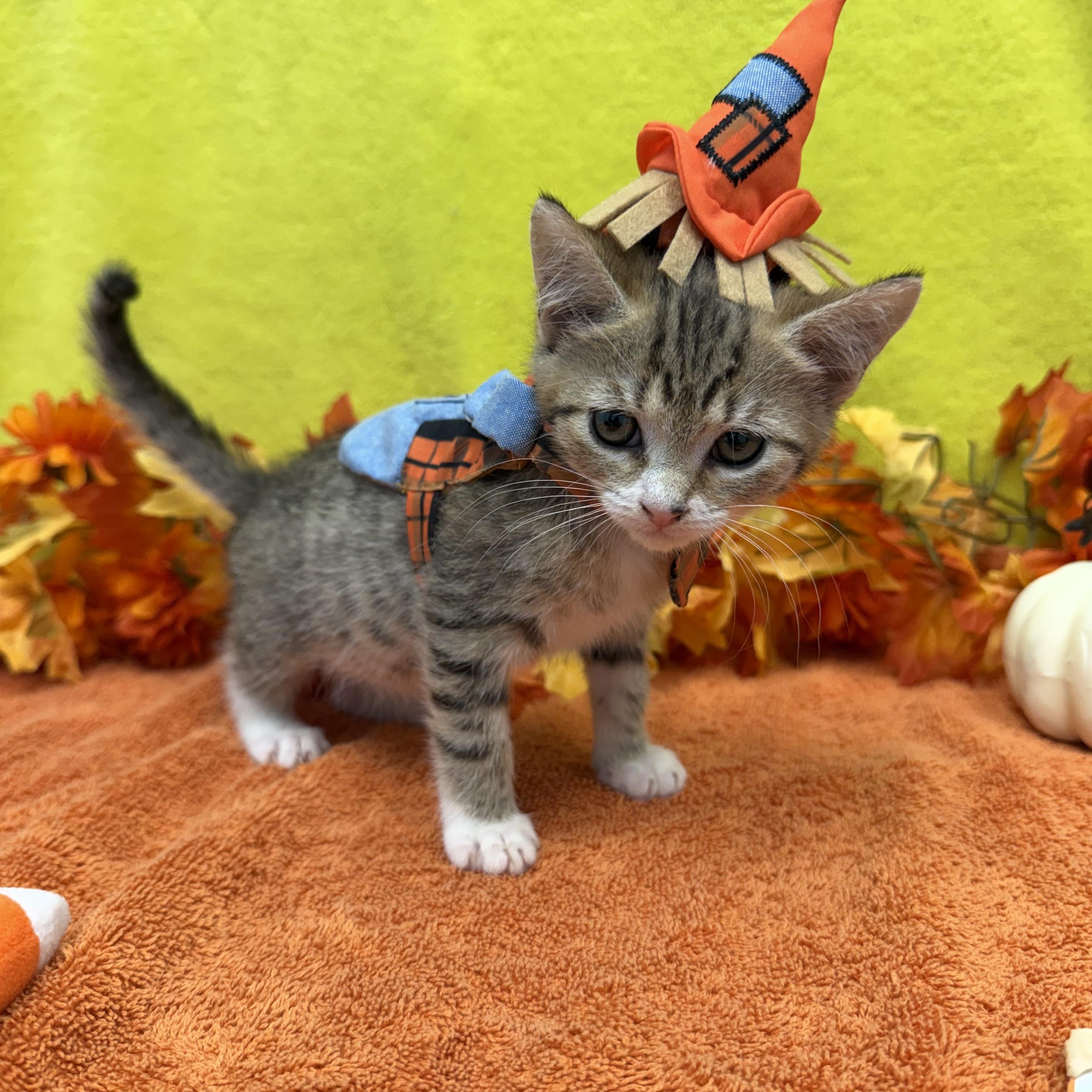 Enlarge Cider, a Adoptable Domestic Short Hair in Bear, DE image 3/4