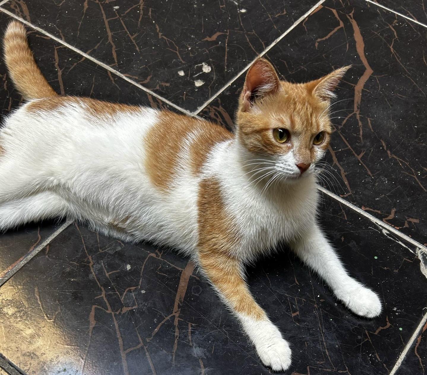 Moka, Young Female unknown