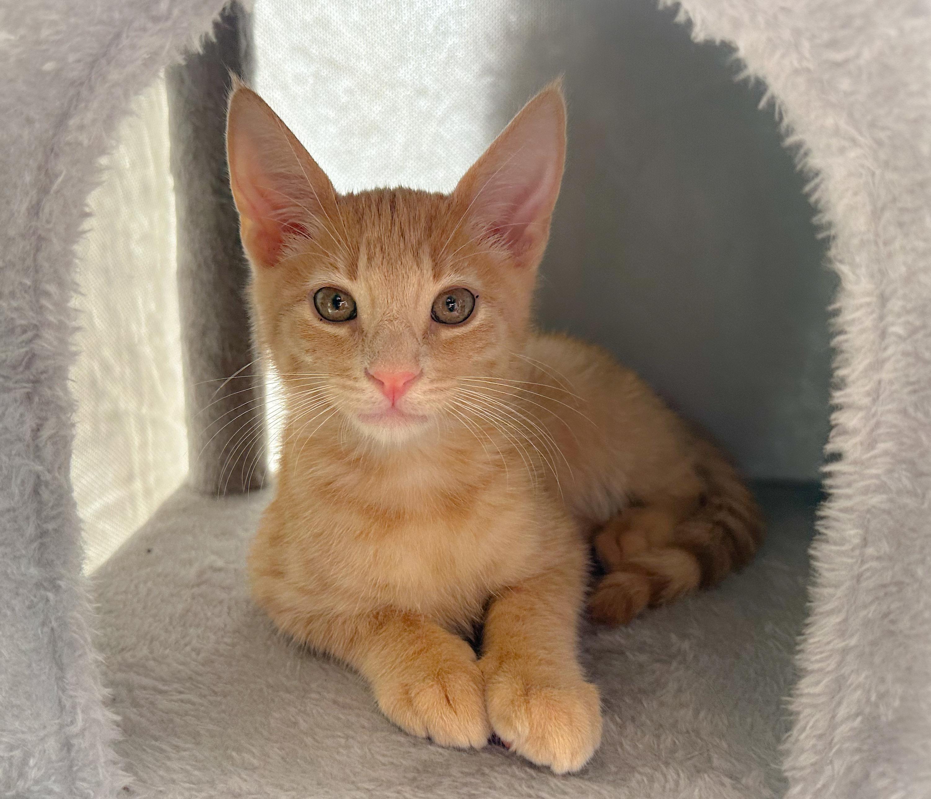 Enlarge Ollipop, a Adoptable Tabby in Oakley, CA image 3/4
