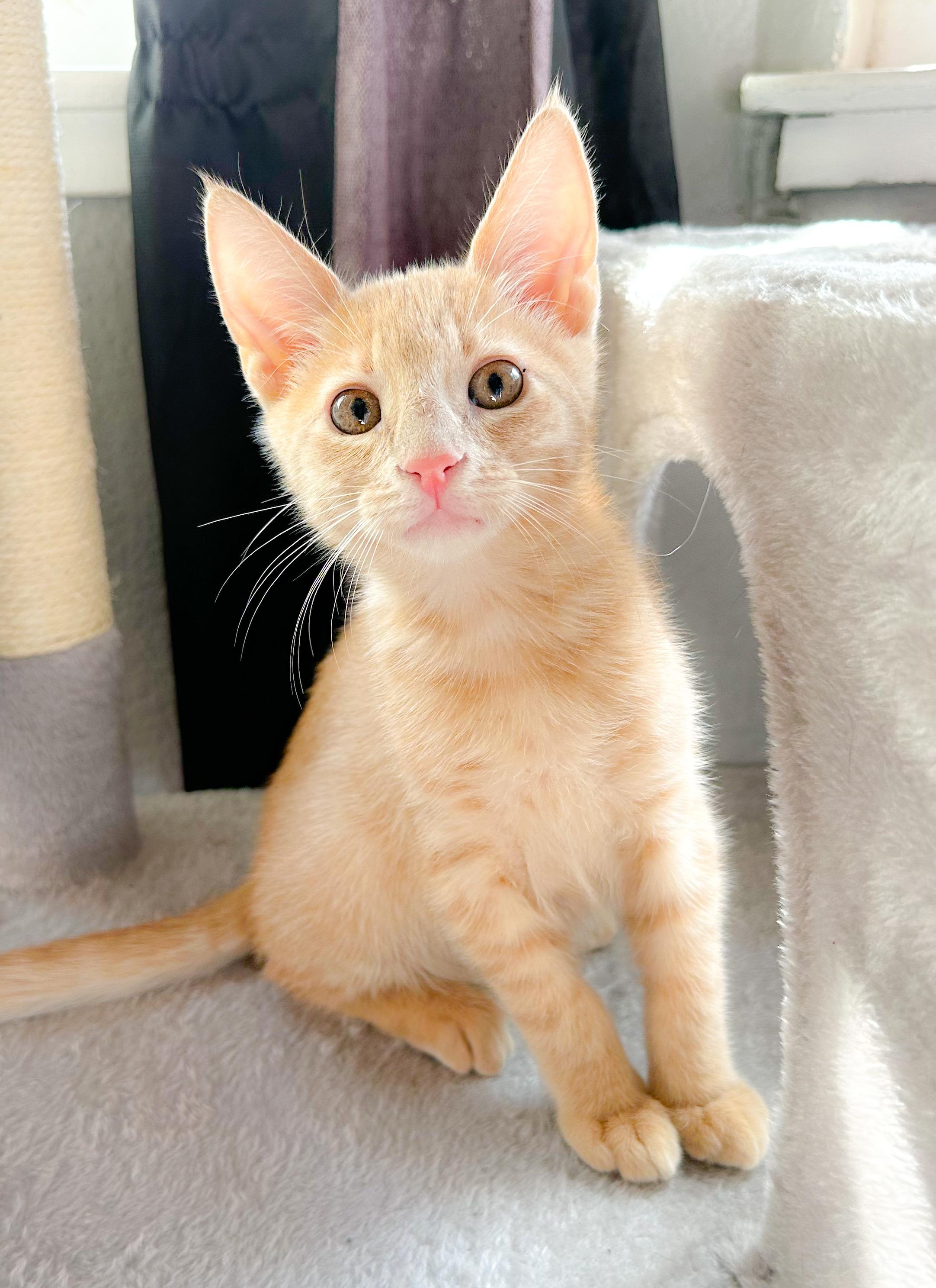 Enlarge Ollipop, a Adoptable Tabby in Oakley, CA image 4/4