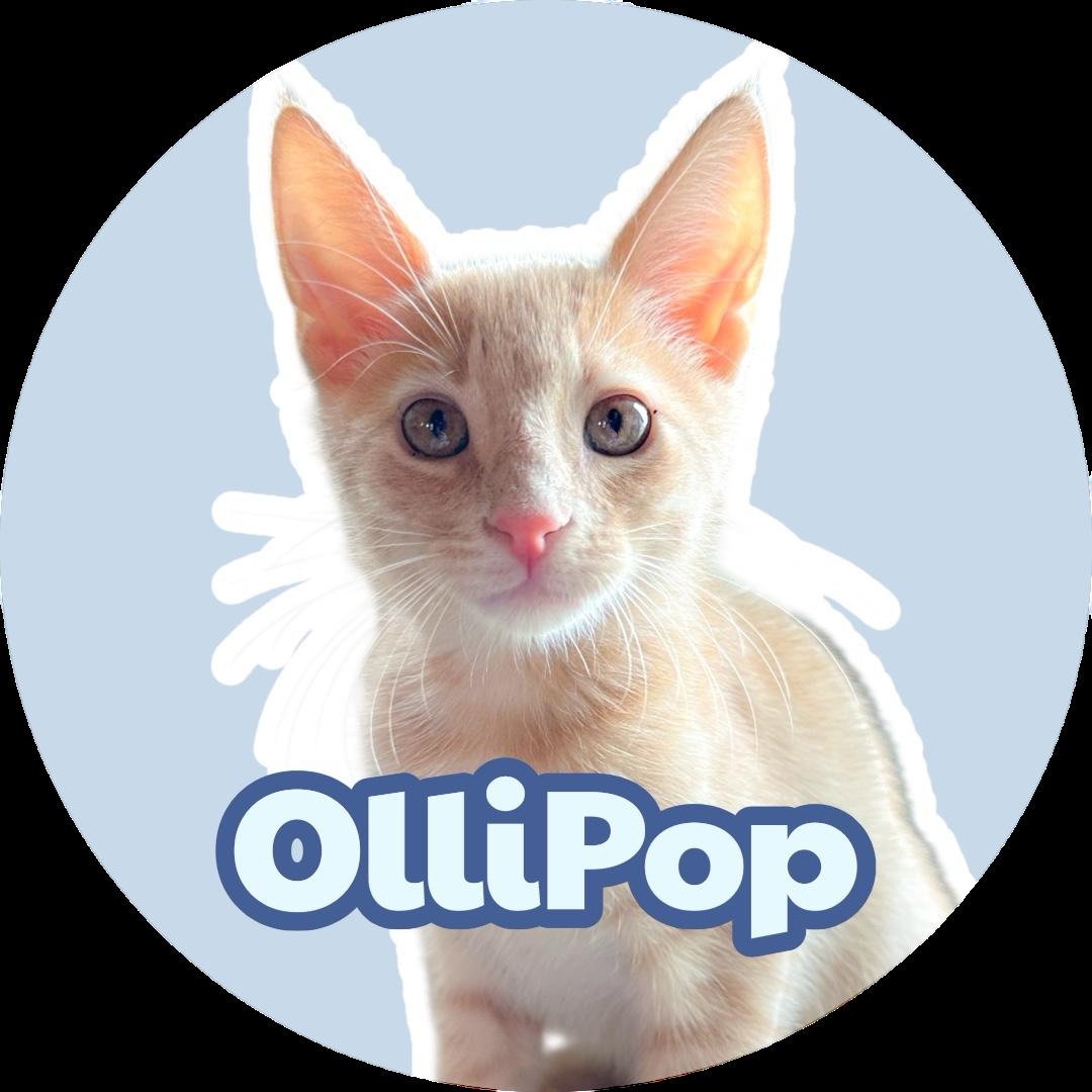 Enlarge Ollipop, a Adoptable Tabby in Oakley, CA image 2/4