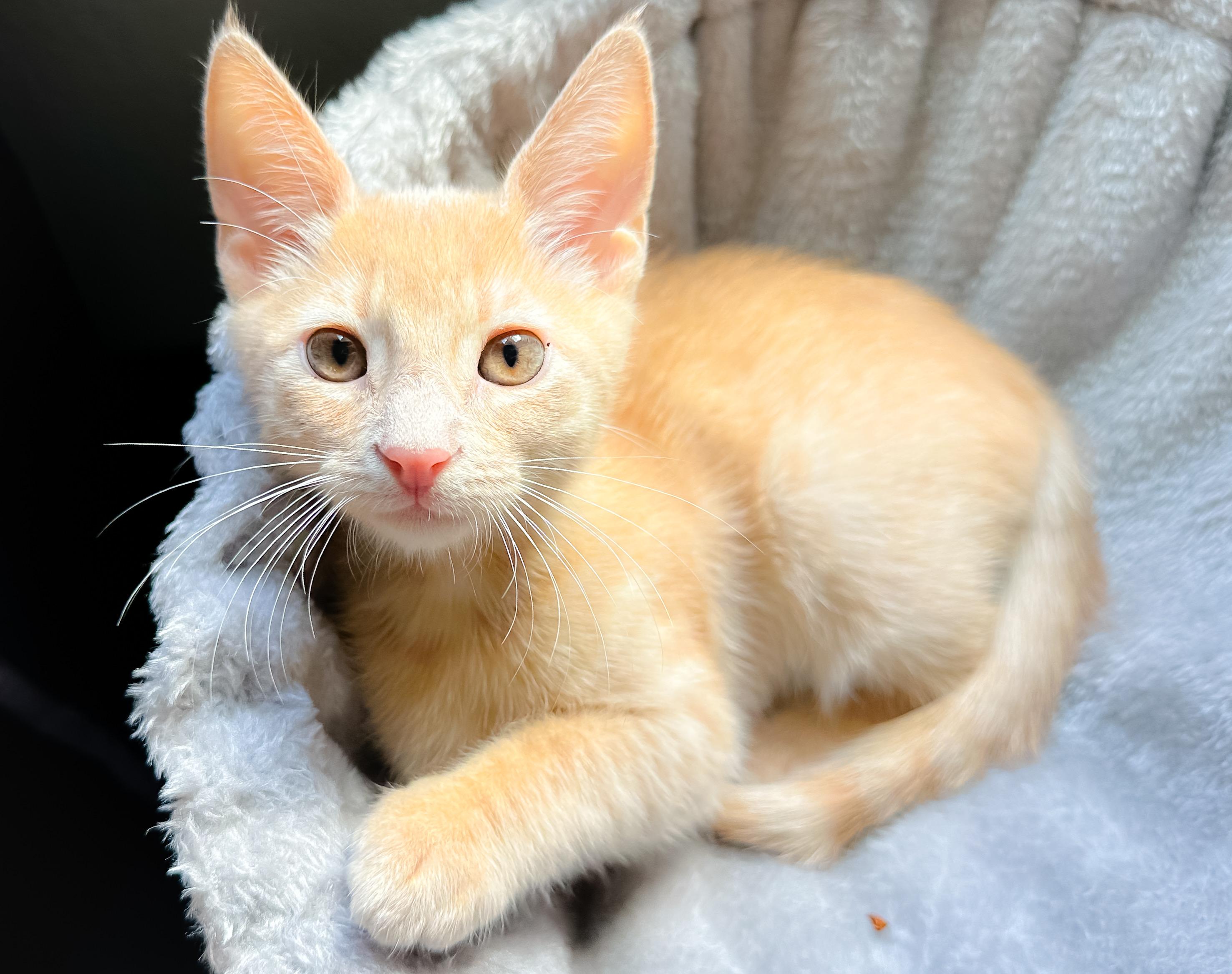 Ollipop, Adoptable, Young Male Tabby.