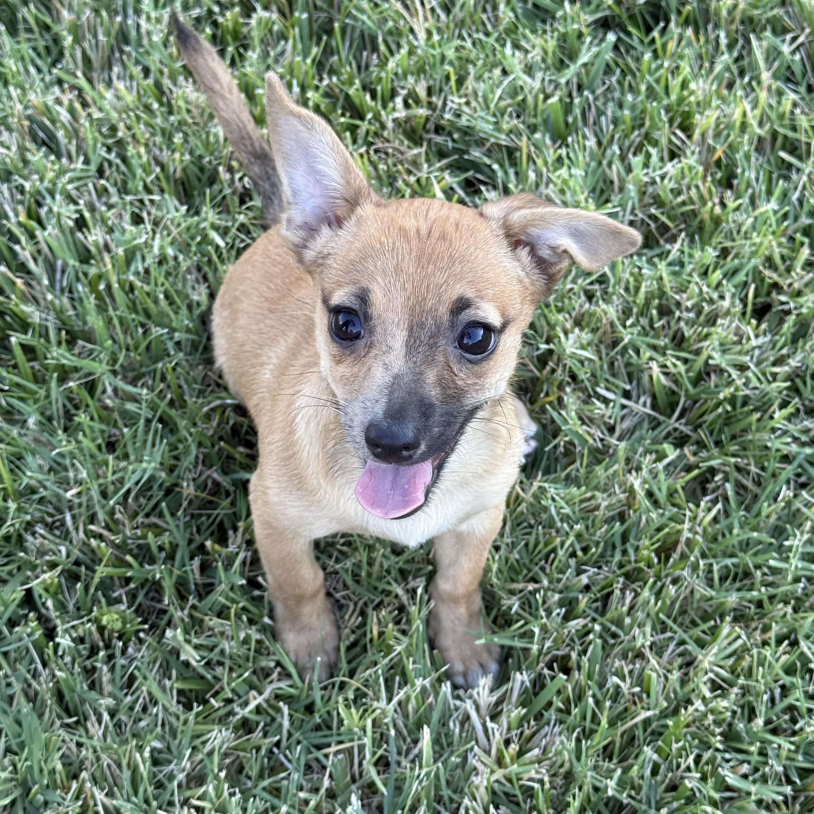 Canela thumbnail 5