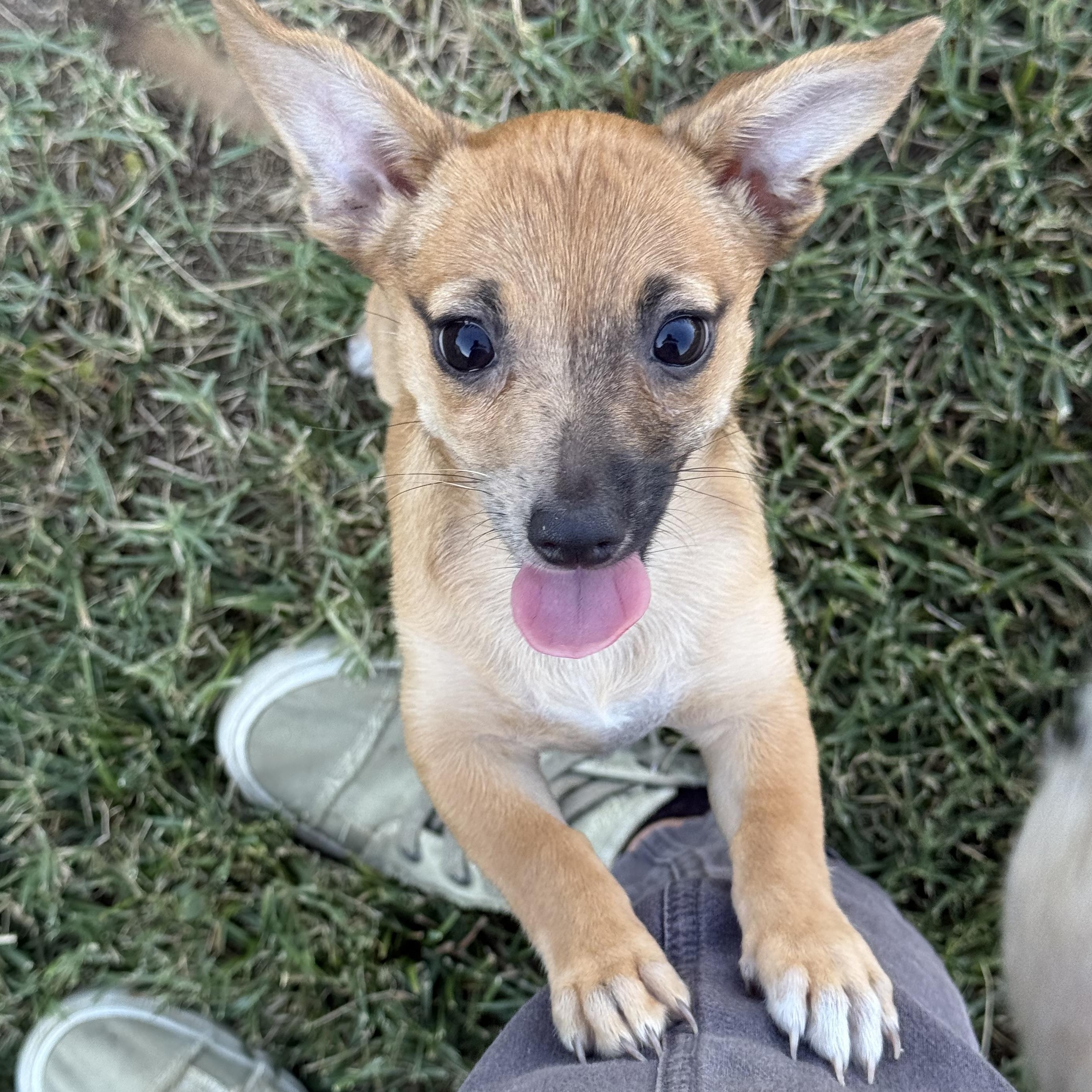 Canela thumbnail 2