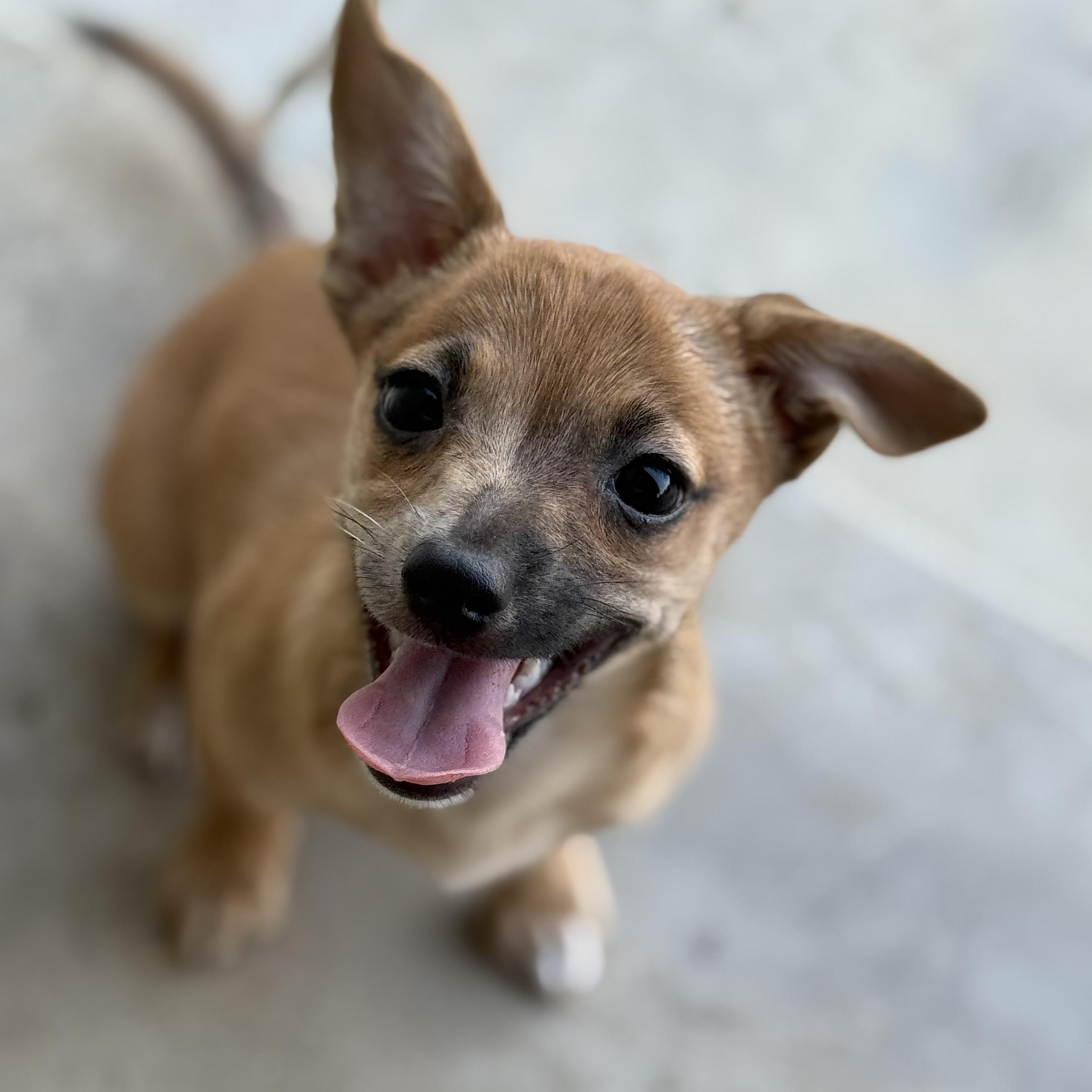 Canela