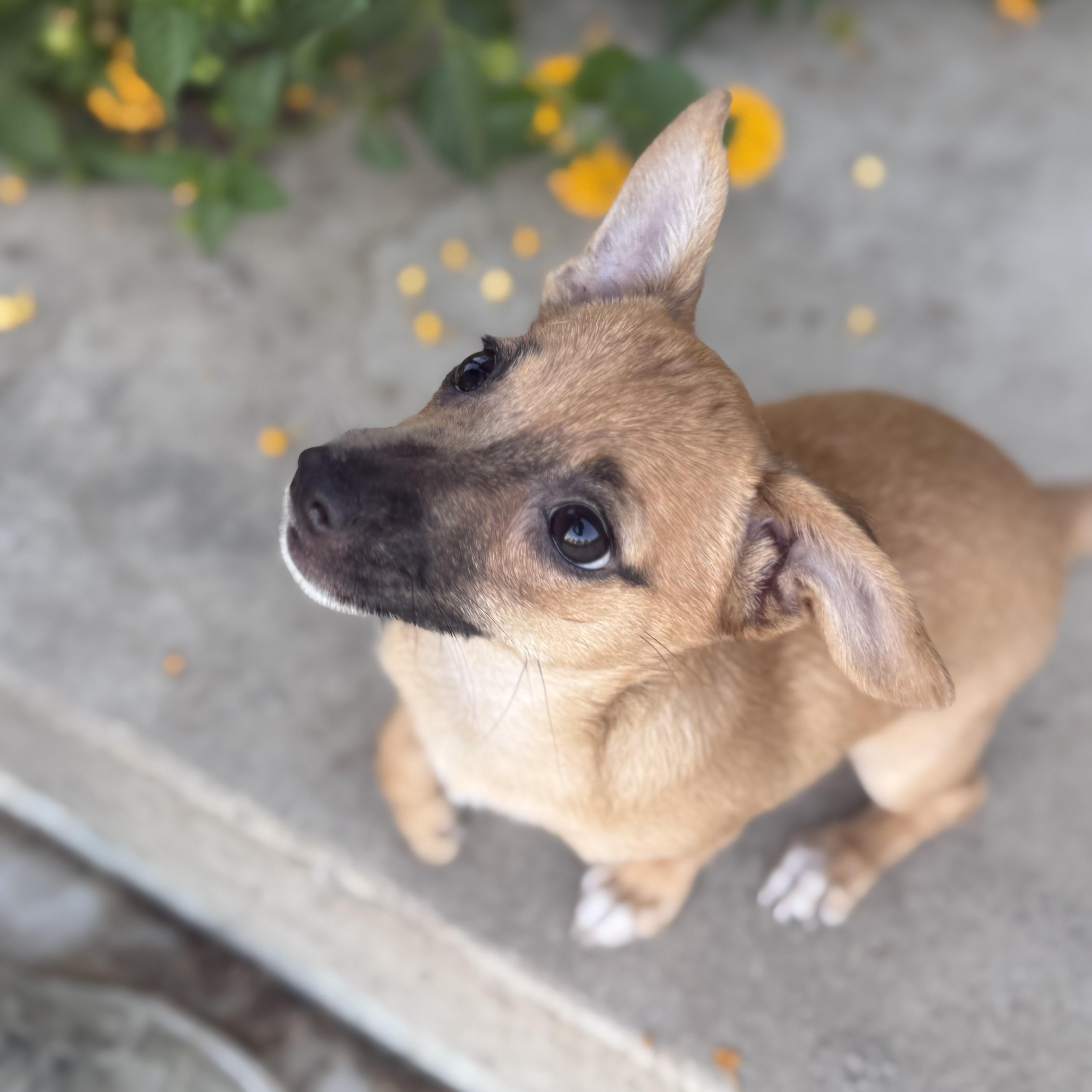 Canela thumbnail 4