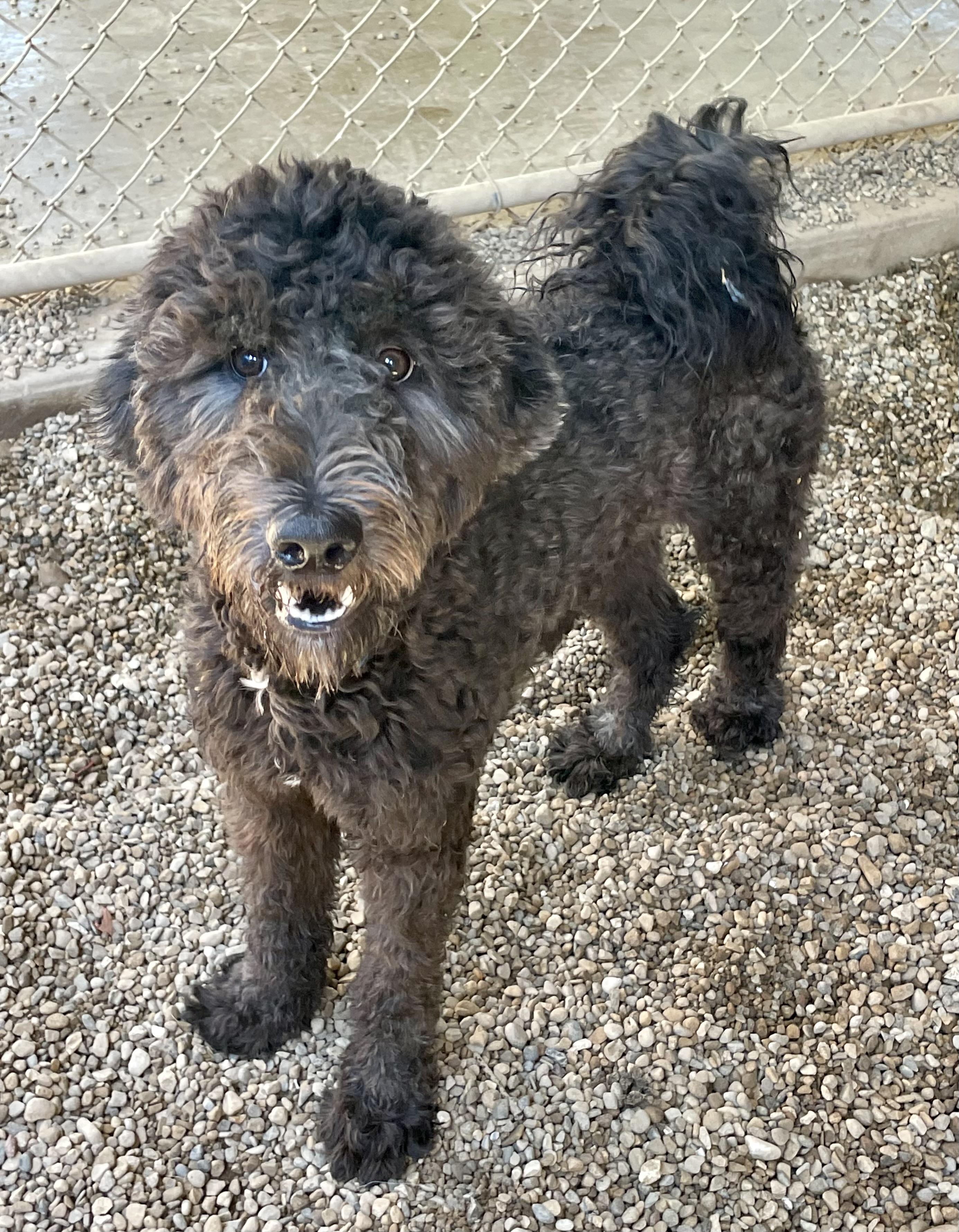 Enlarge Dudey, an adopted mixed breed in Lacon, IL image 2/2