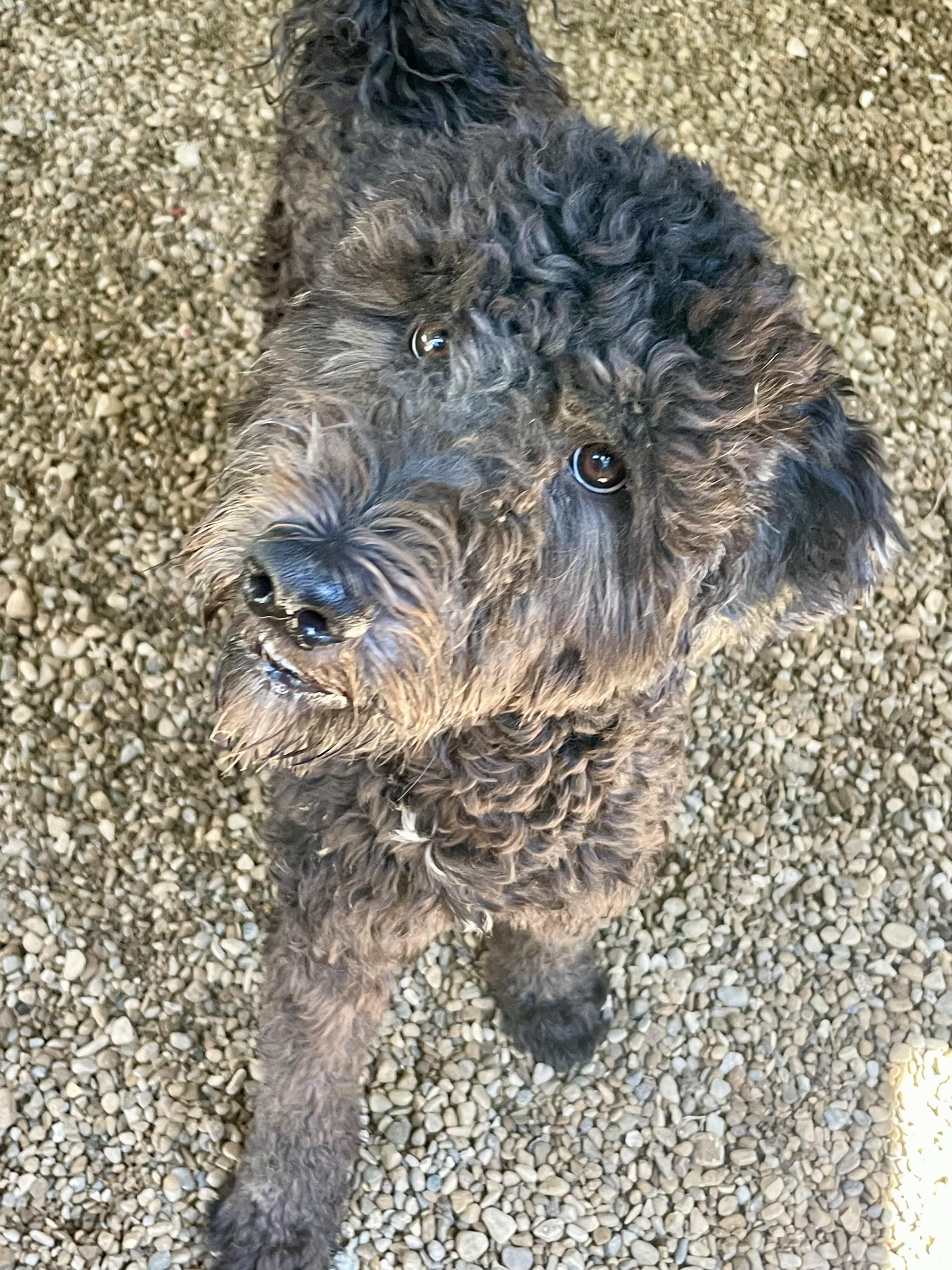 Dudey, adopted, Young Male Poodle.