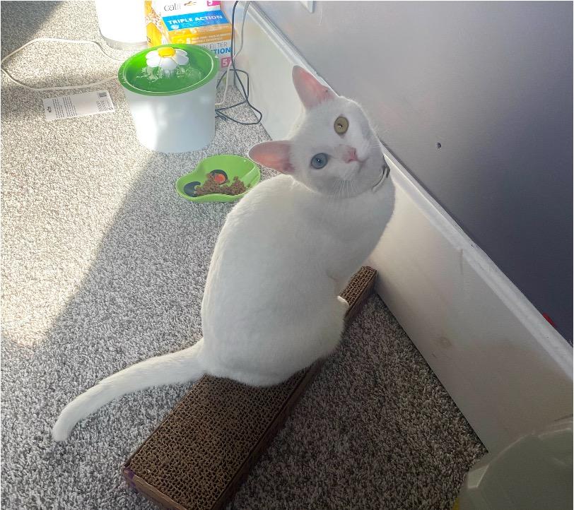 Enlarge Sam, a ADOPTABLE Domestic Short Hair in Cincinnati, OH image 4/5