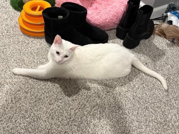 Enlarge Sam, a ADOPTABLE Domestic Short Hair in Cincinnati, OH image 5/5