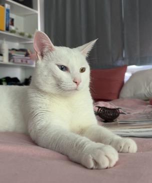 Enlarge Sam, a ADOPTABLE Domestic Short Hair in Cincinnati, OH image 3/5