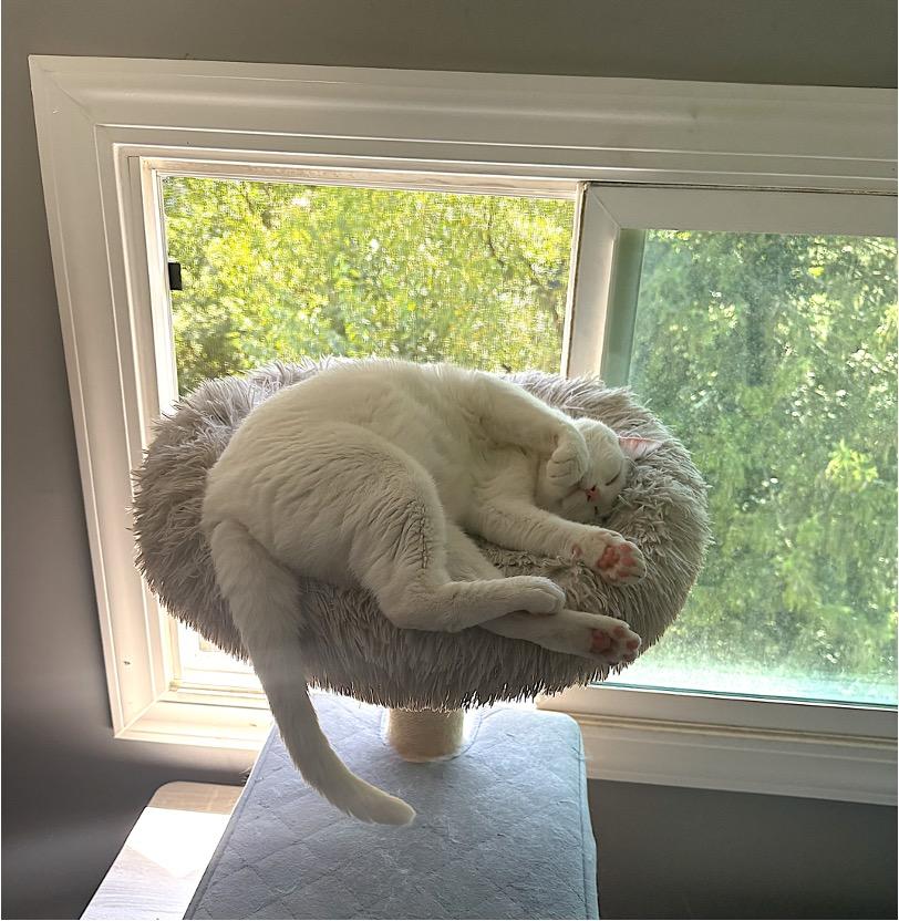 Enlarge Sam, a ADOPTABLE Domestic Short Hair in Cincinnati, OH image 2/5