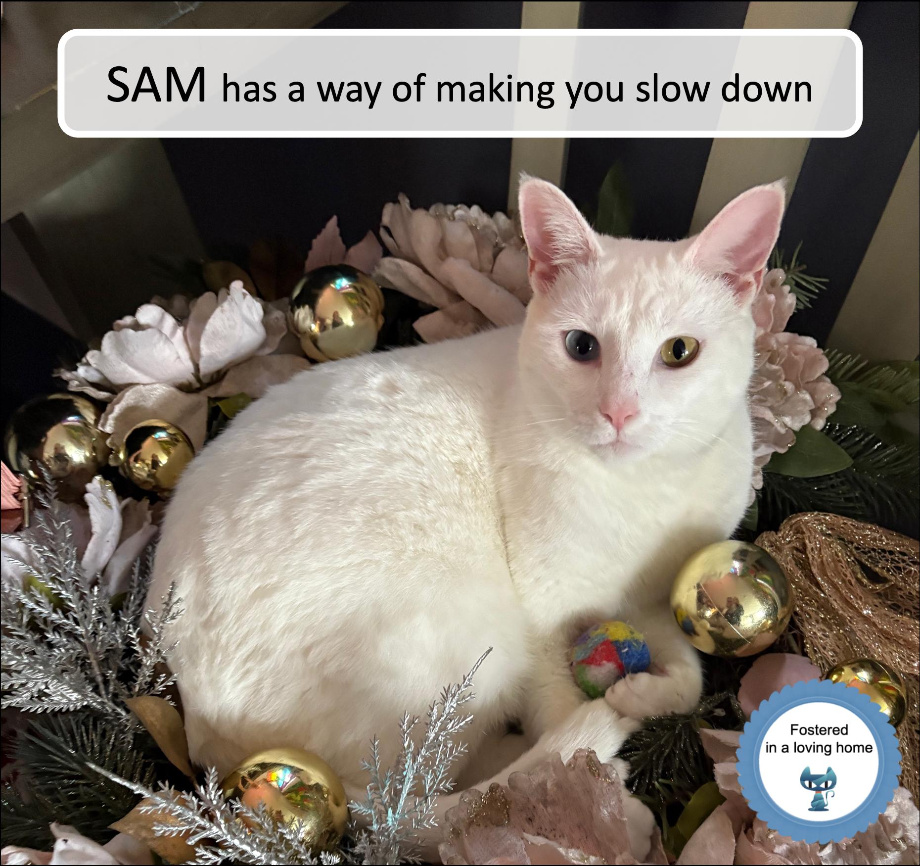 Enlarge Sam, a ADOPTABLE Domestic Short Hair in Cincinnati, OH image 1/5