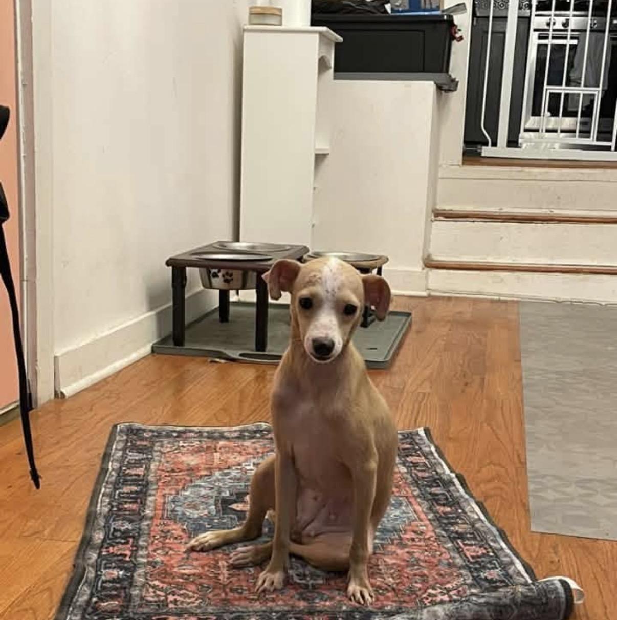 Enlarge Sashes, a Adoptable mixed breed in Walker, LA image 2/3