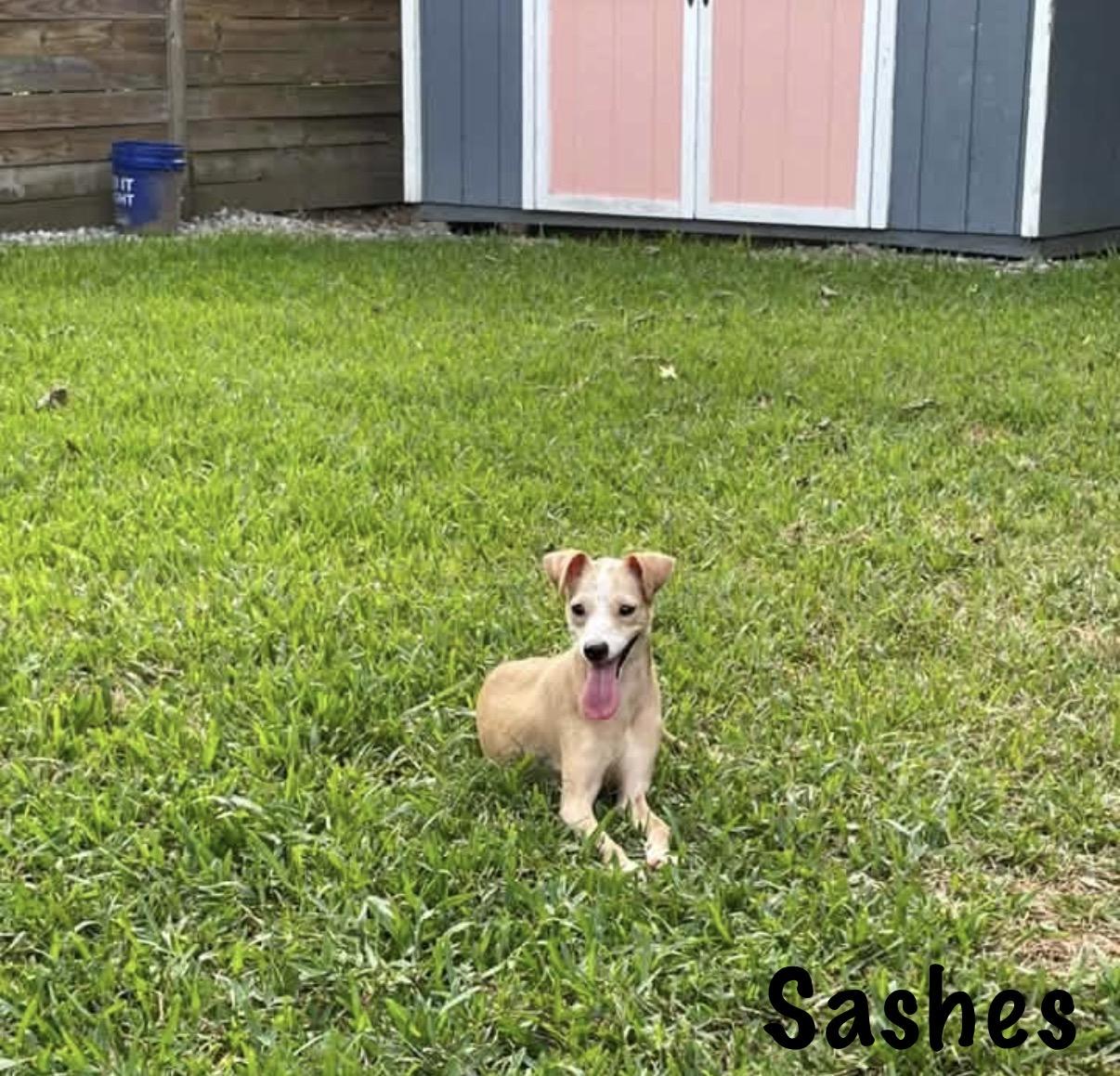 Sashes, Adoptable, Young Female Chihuahua.