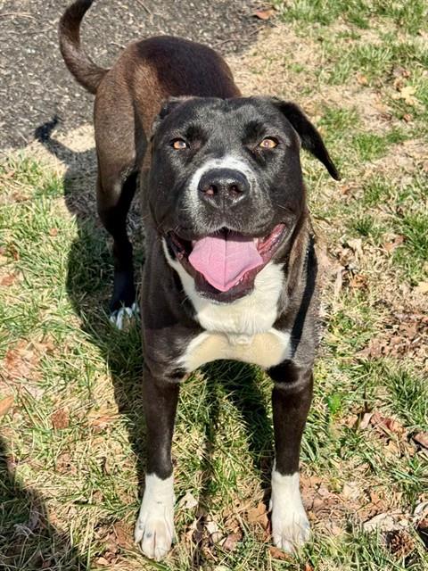 Enlarge BERRY-LICIOUS, a Adoptable mixed breed in Olivette, MO image 1/1